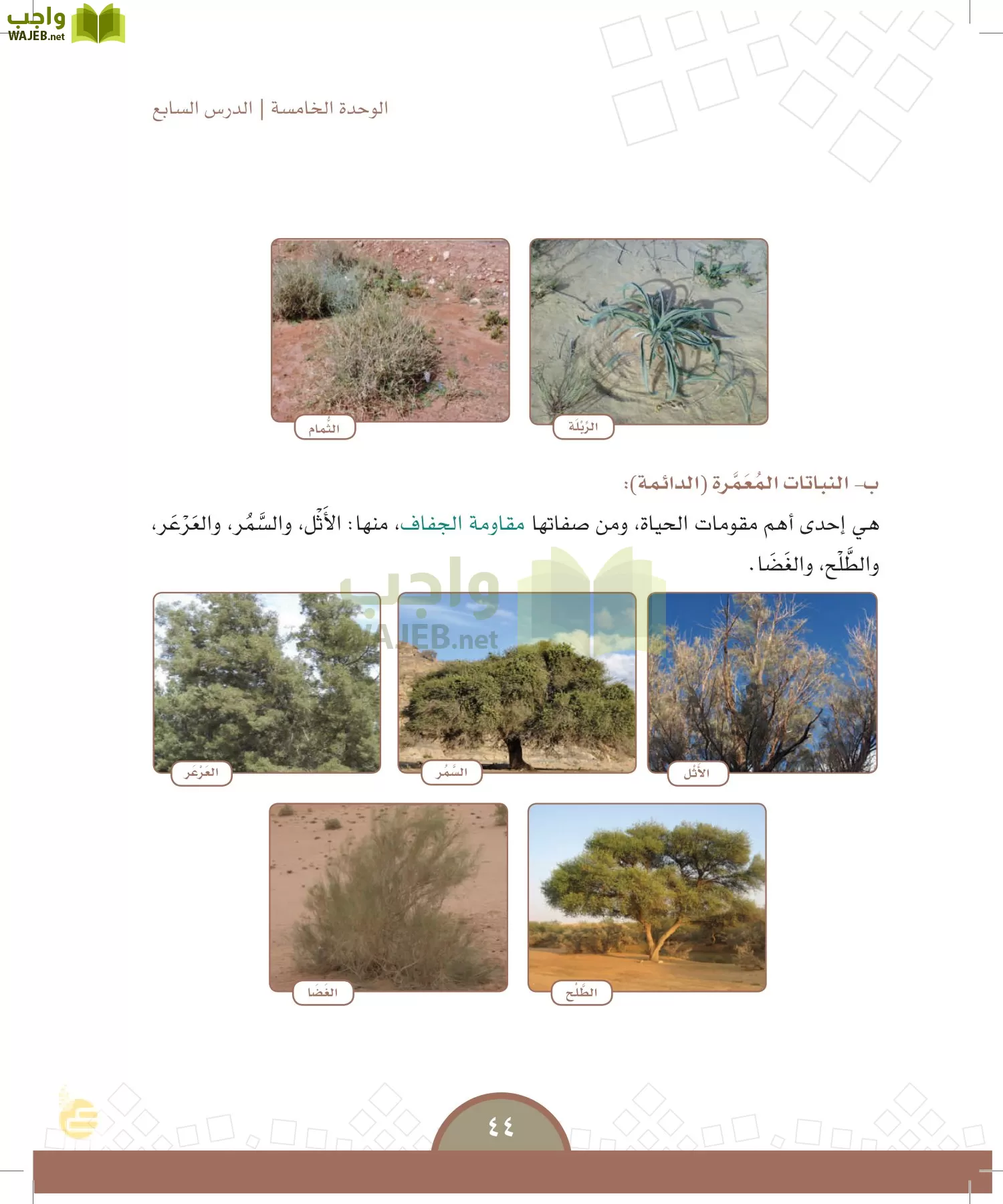 الدراسات الاجتماعية والمواطنة page-41