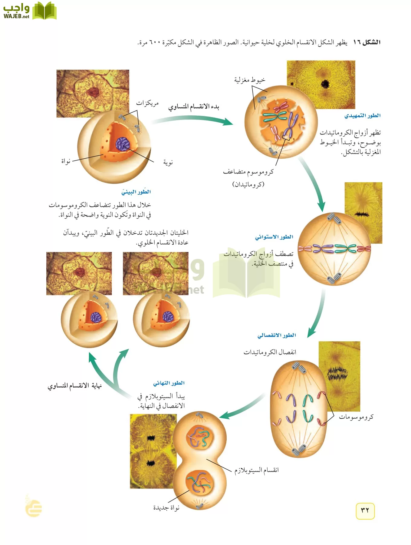 العلوم page-31