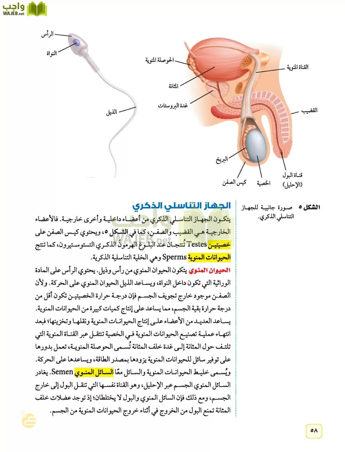 متوسط بحث علوم ثاني تجميع ملخصات