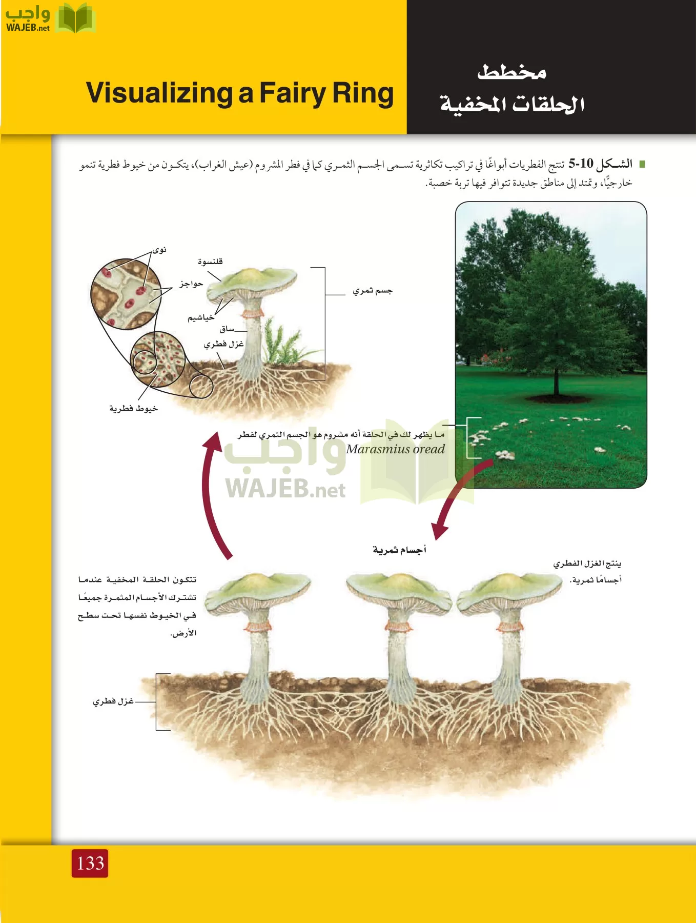 أحياء 1 مقررات page-132