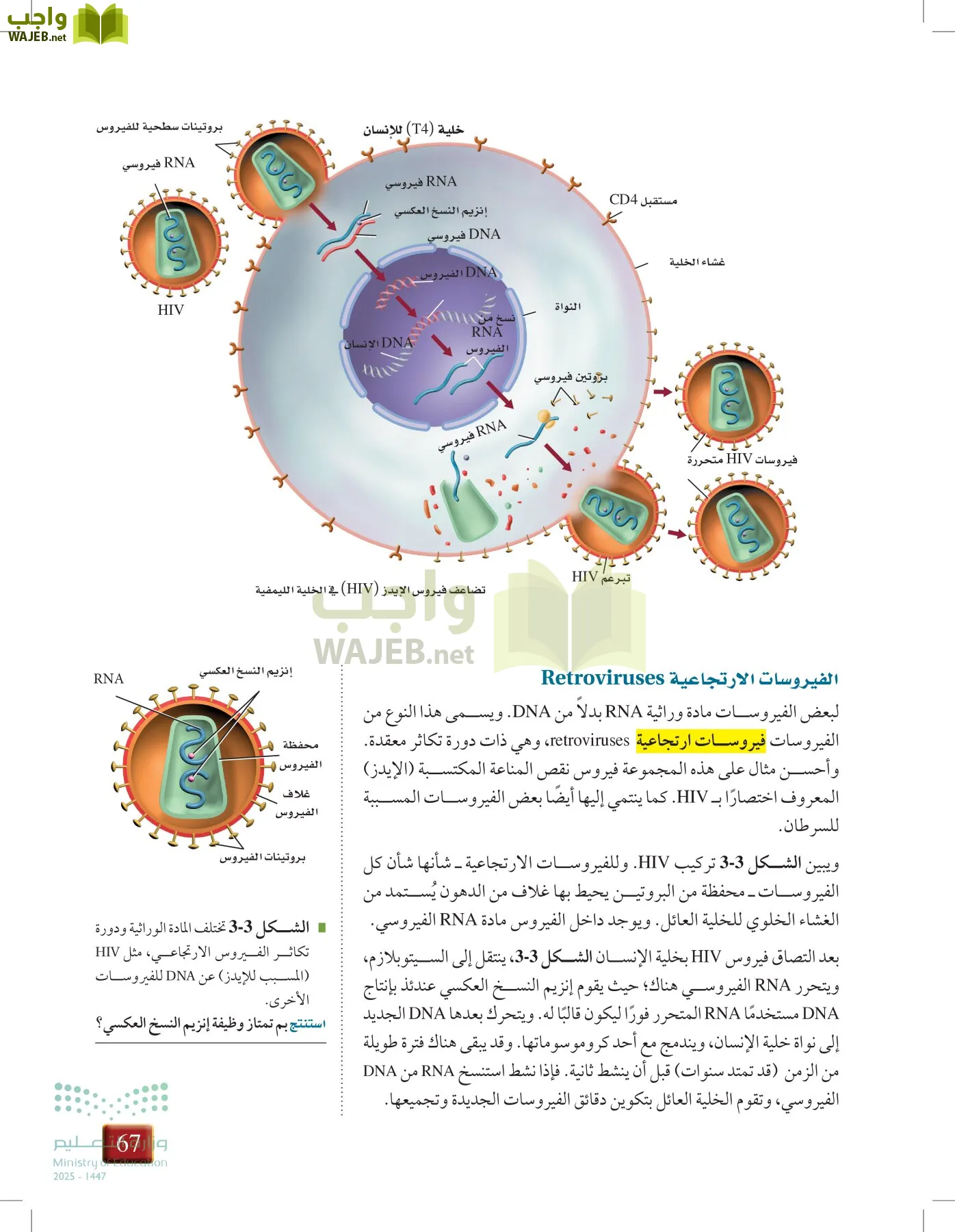 أحياء 1 مقررات page-66