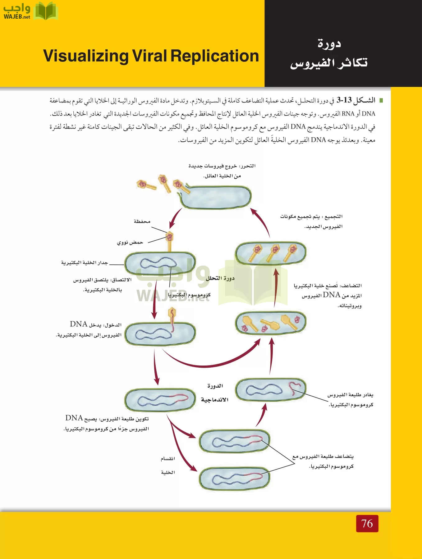 أحياء 1 مقررات page-75