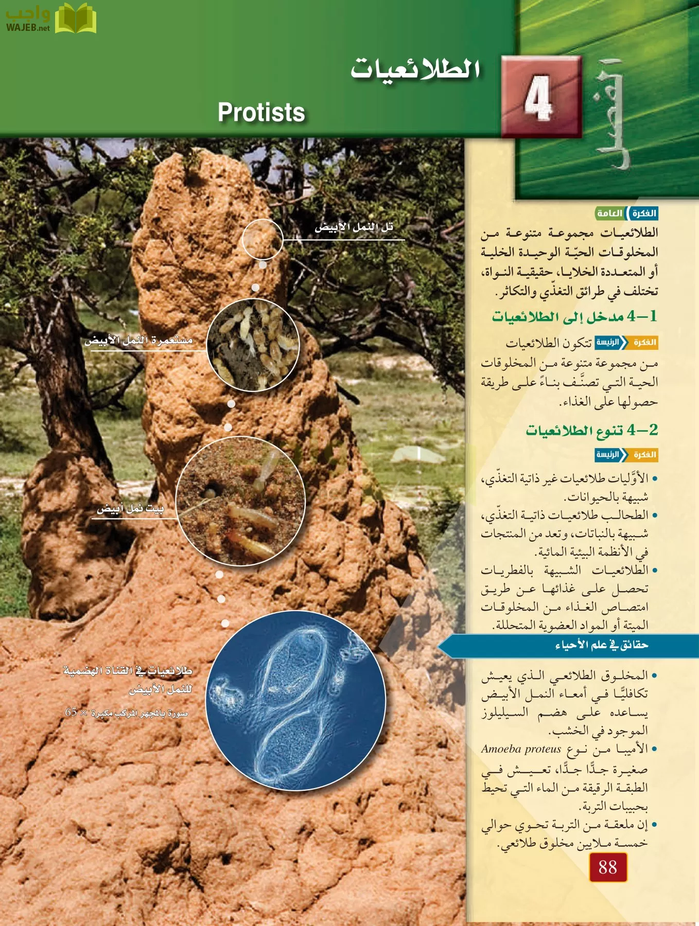 أحياء 1 مقررات page-87