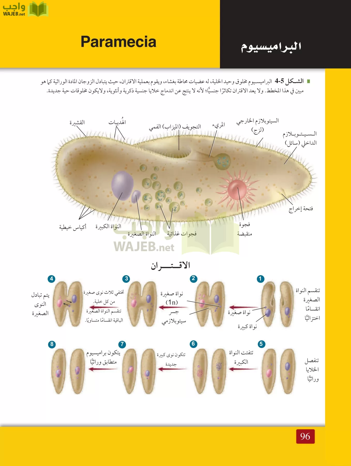 أحياء 1 مقررات page-95