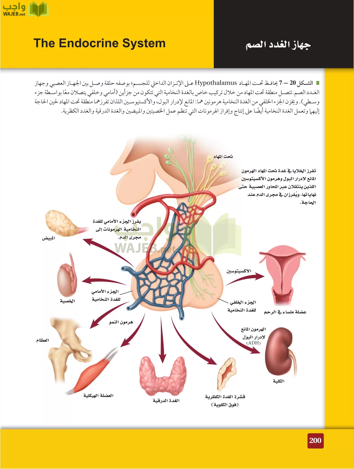أحياء 2 مقررات page-199