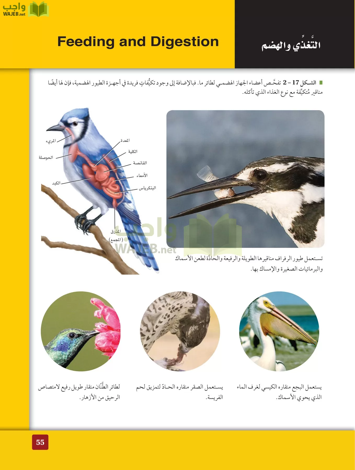 أحياء 2 مقررات page-54