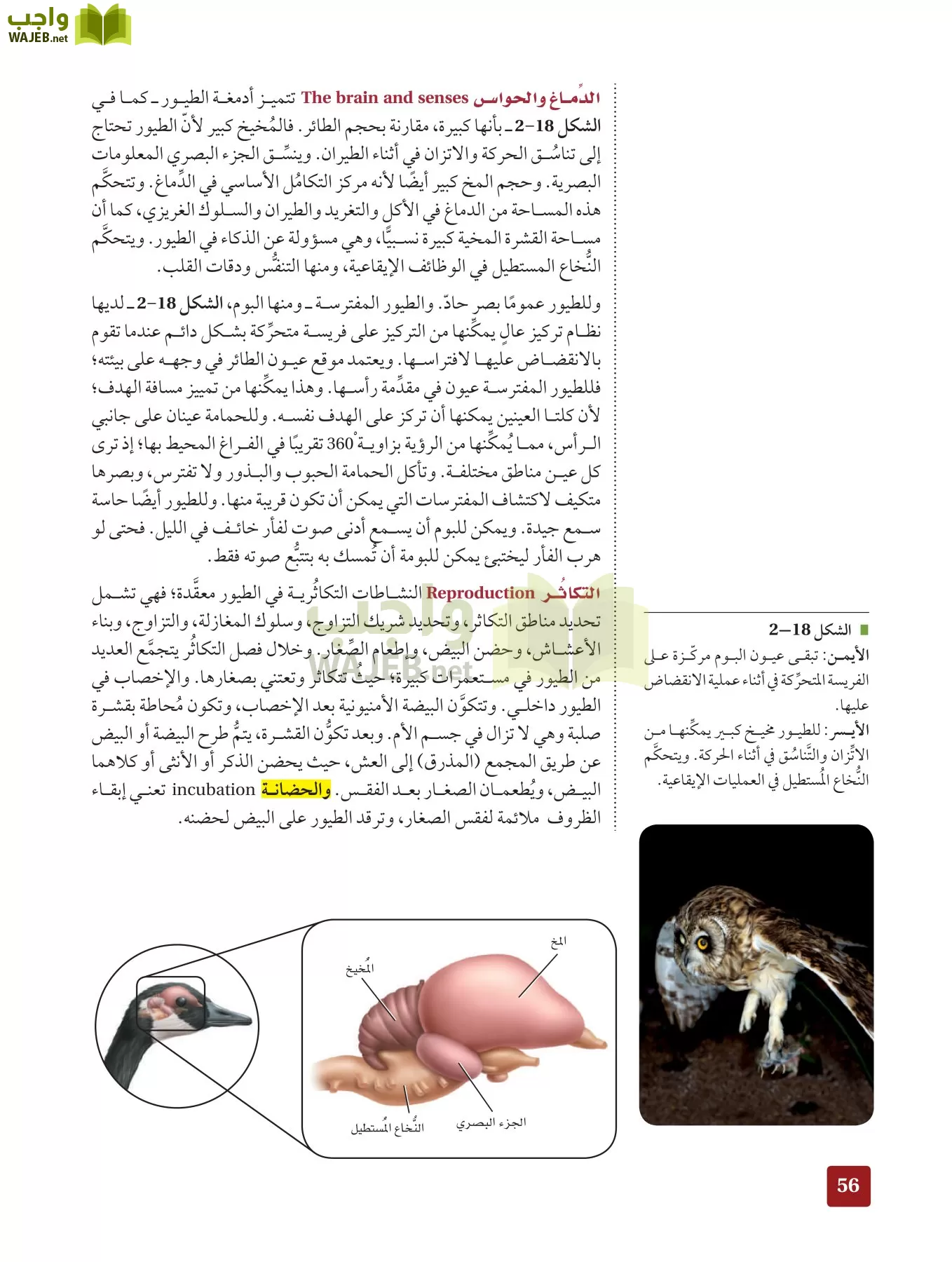 أحياء 2 مقررات page-55