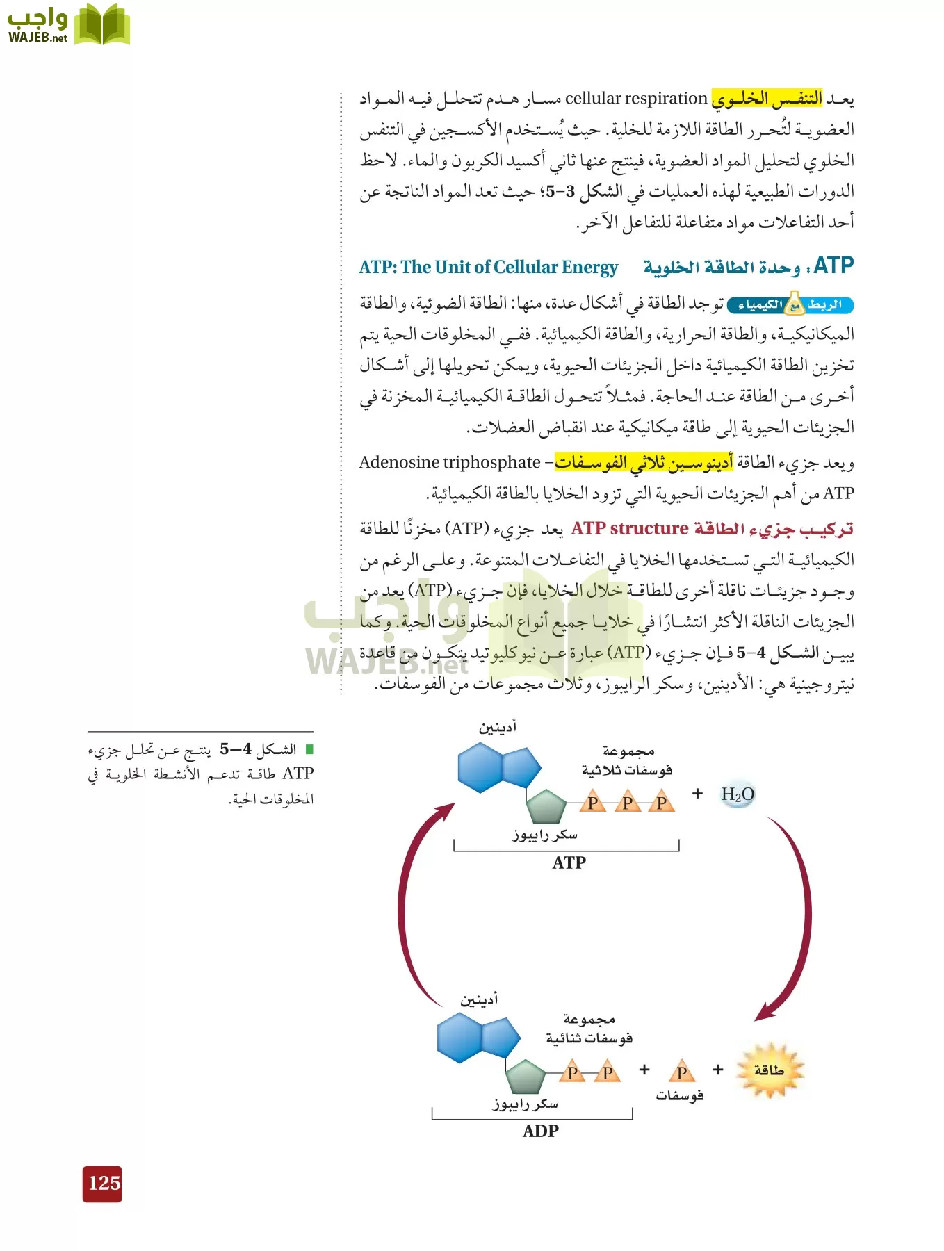أحياء 3 مقررات page-124