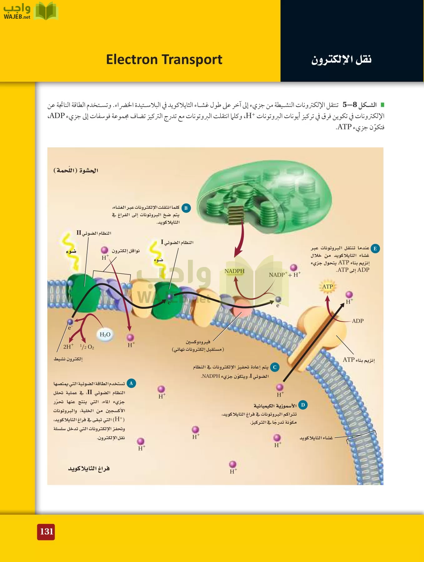 أحياء 3 مقررات page-130