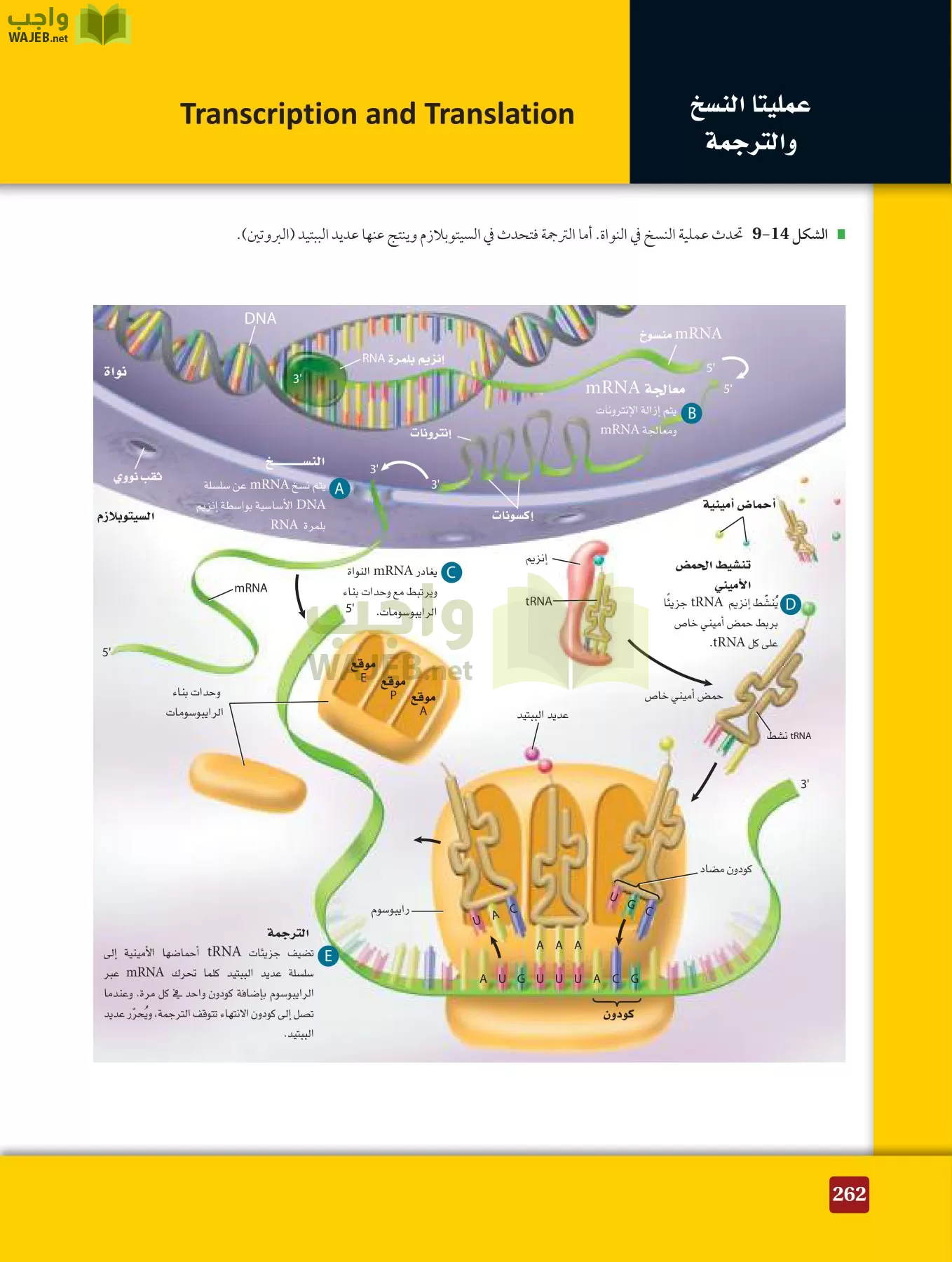 أحياء 3 مقررات page-261