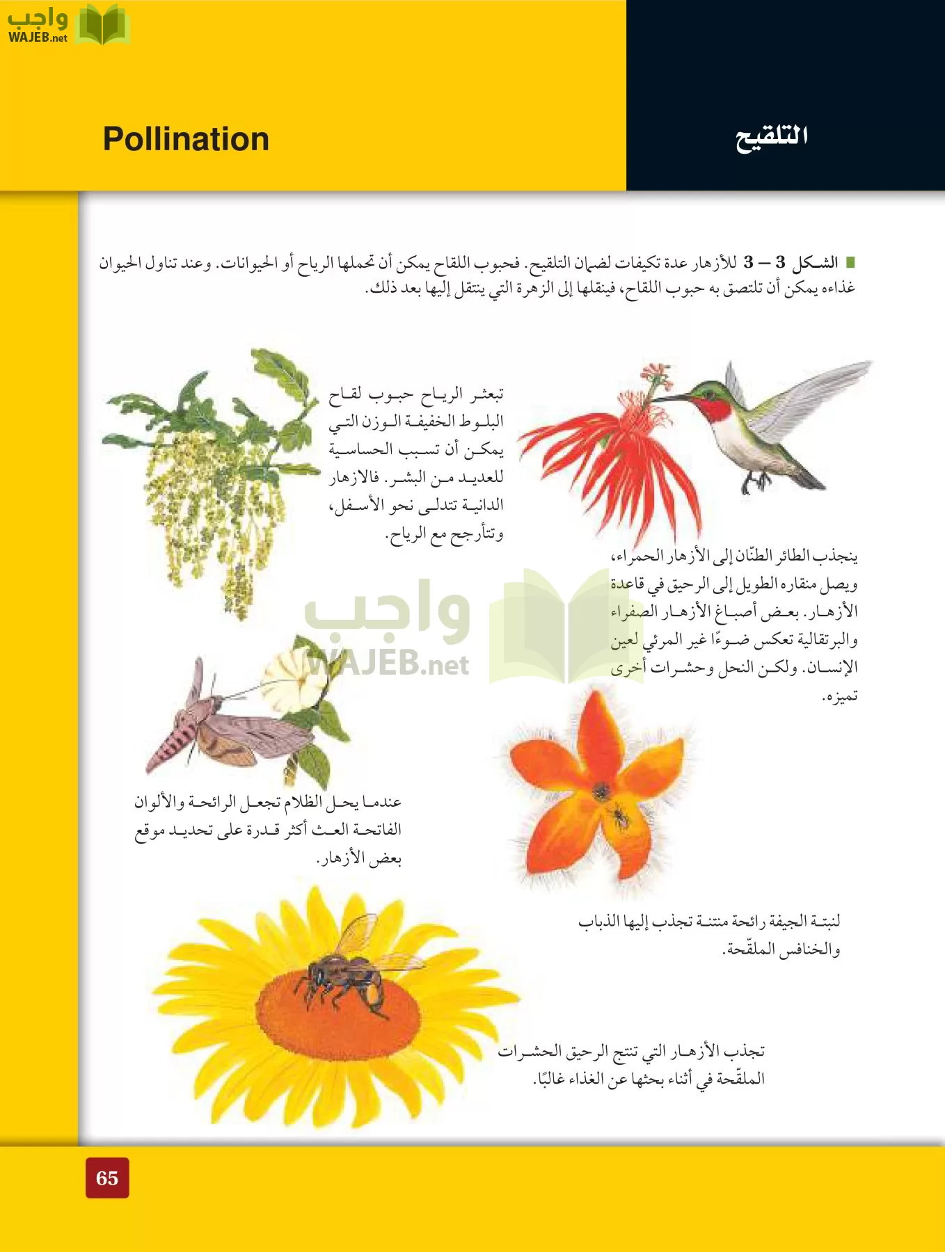 أحياء 3 مقررات page-64