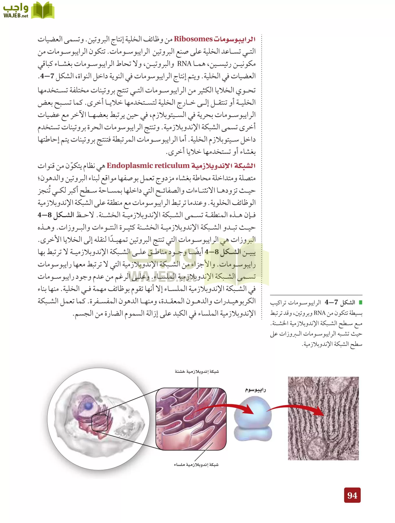 أحياء 3 مقررات page-93