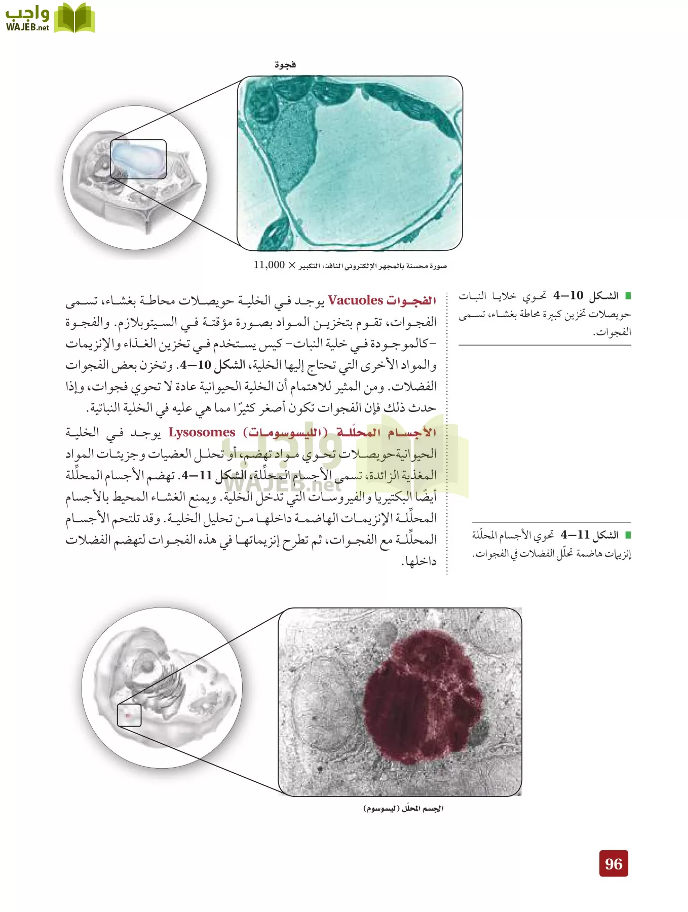 أحياء 3 مقررات page-95