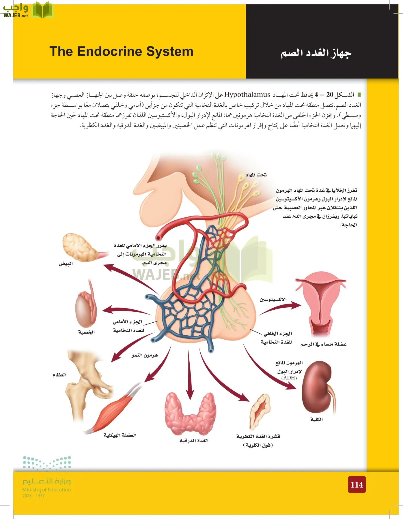 الأحياء 2-2 الفصل الثاني page-113