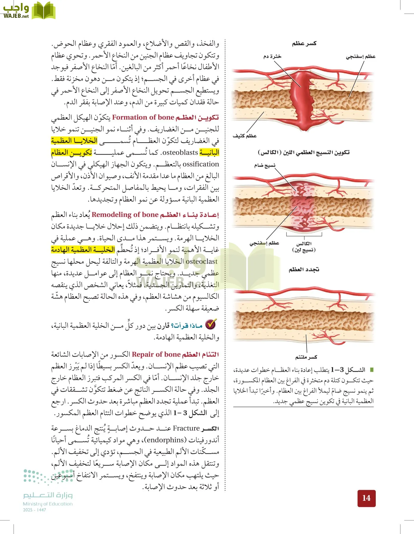 الأحياء 2-2 الفصل الثاني page-13