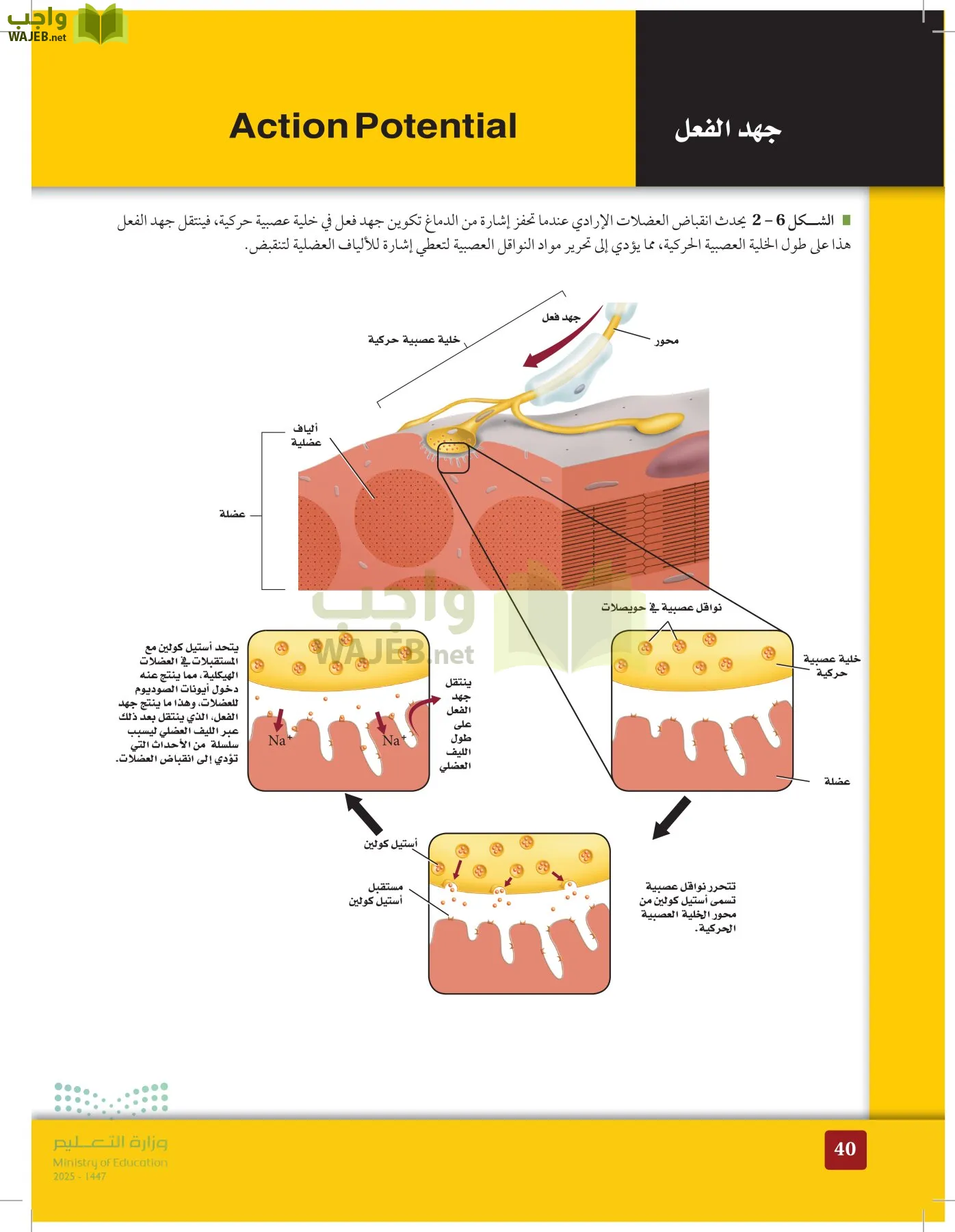 الأحياء 2-2 الفصل الثاني page-39