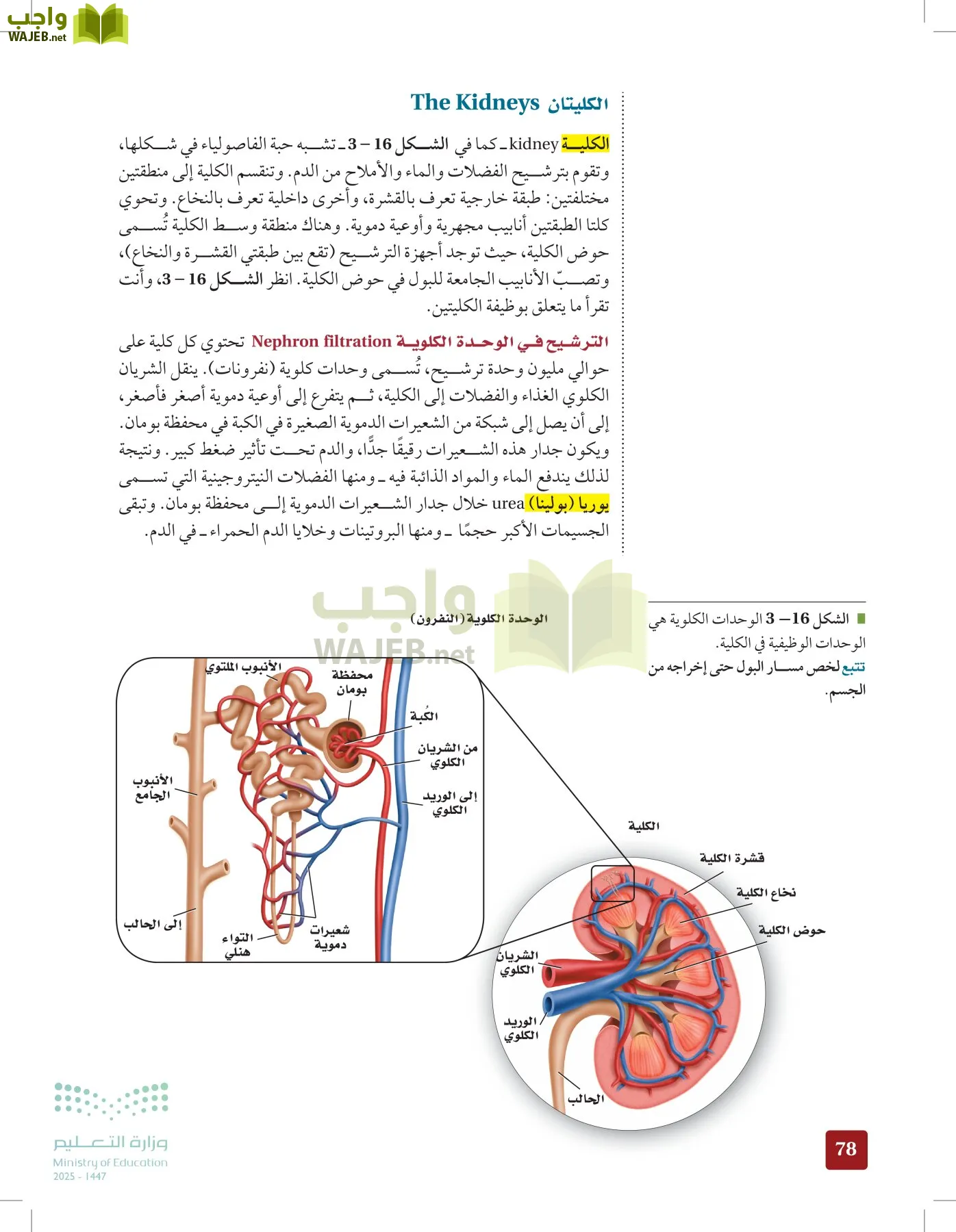 الأحياء 2-2 الفصل الثاني page-77