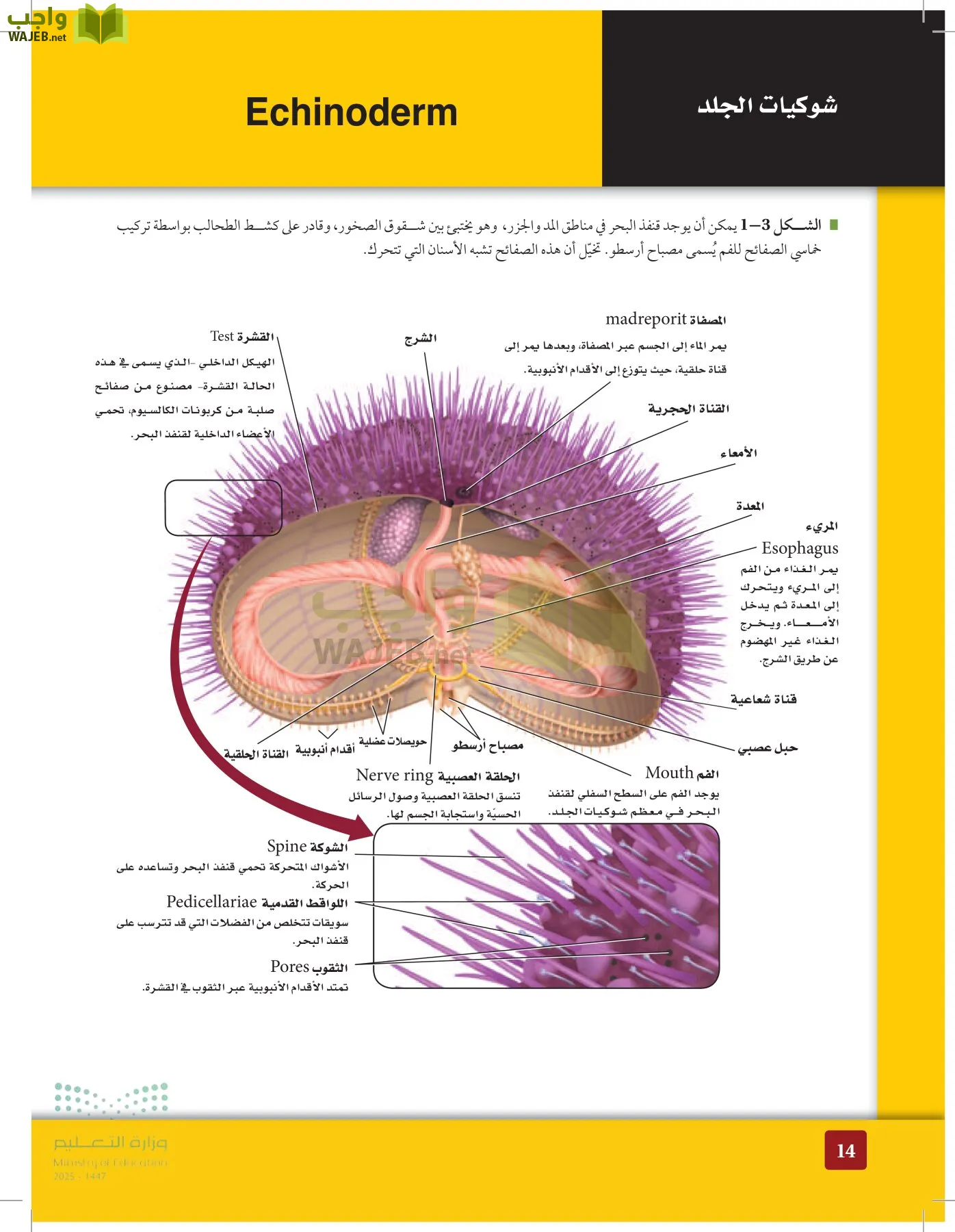 الأحياء 1-2 الفصل الأول page-13
