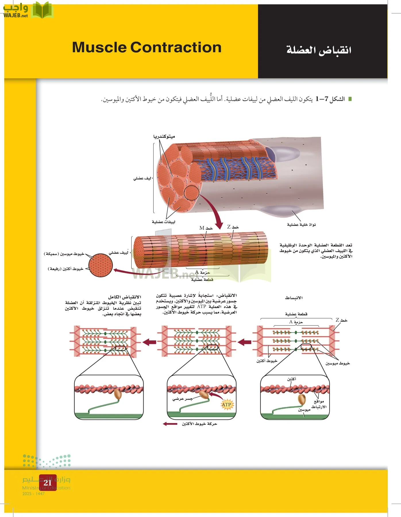 الأحياء 2-2  الفصل الثاني page-20