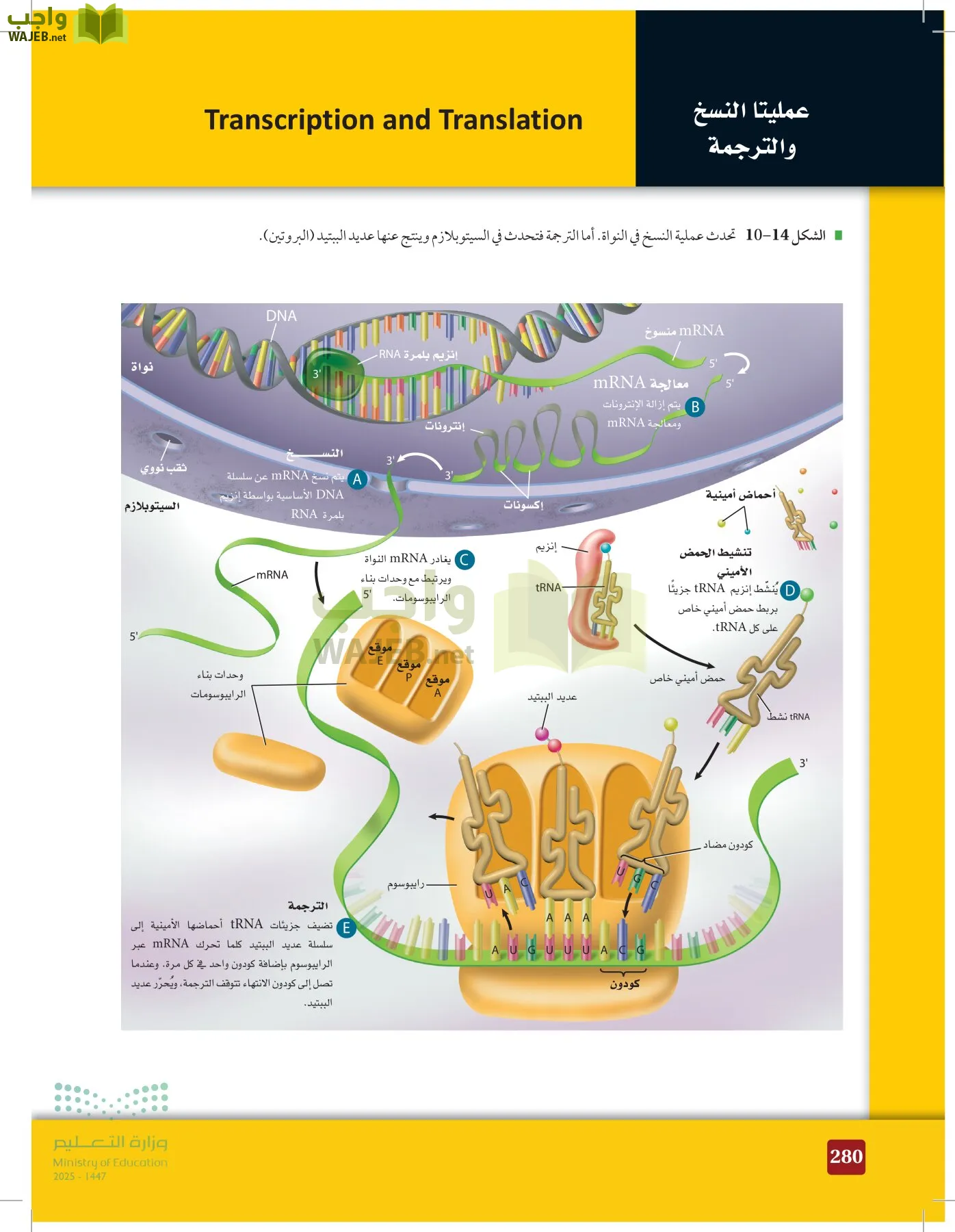 الأحياء 2-2  الفصل الثاني page-279