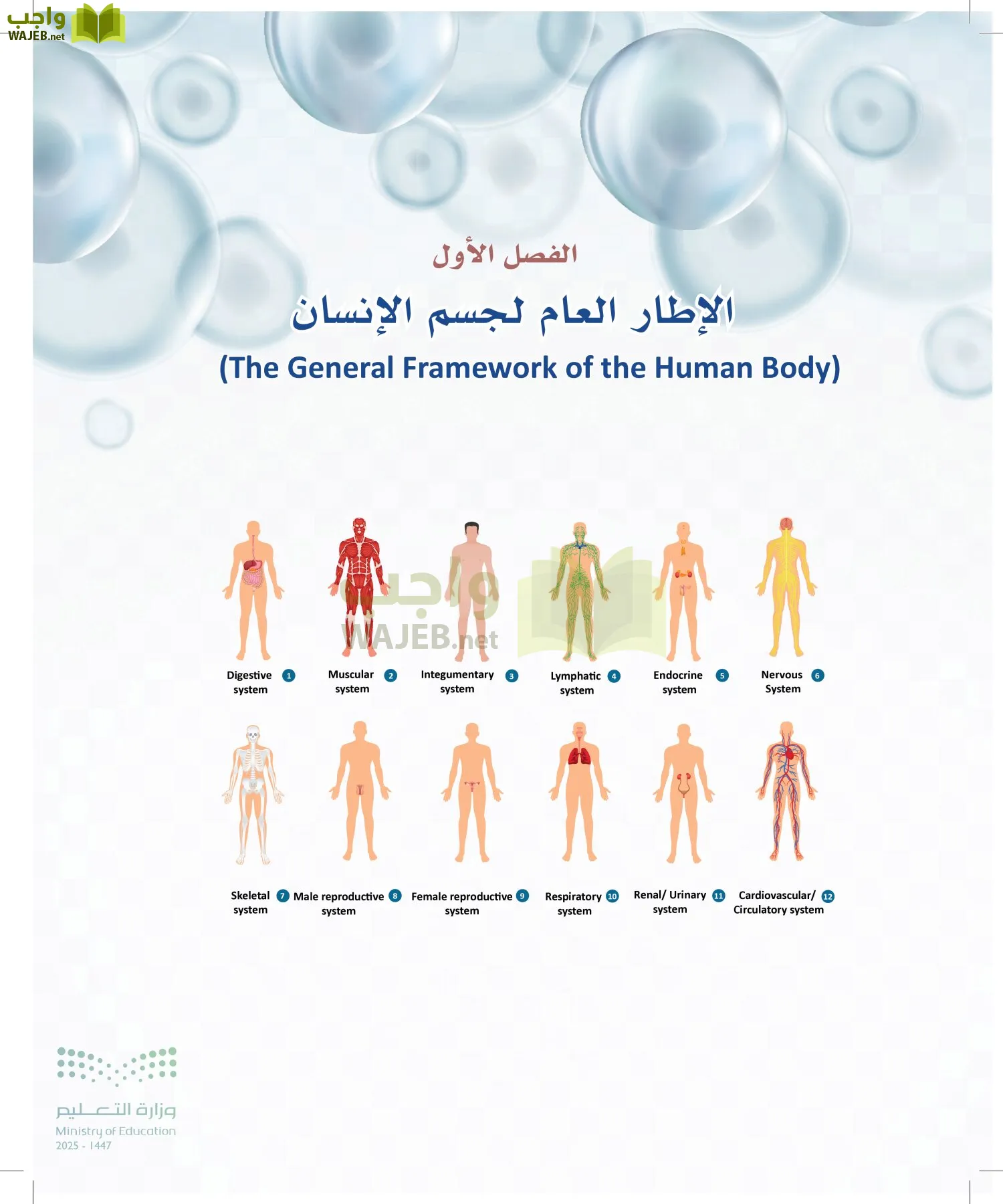 أنظمة جسم الإنسان page-9