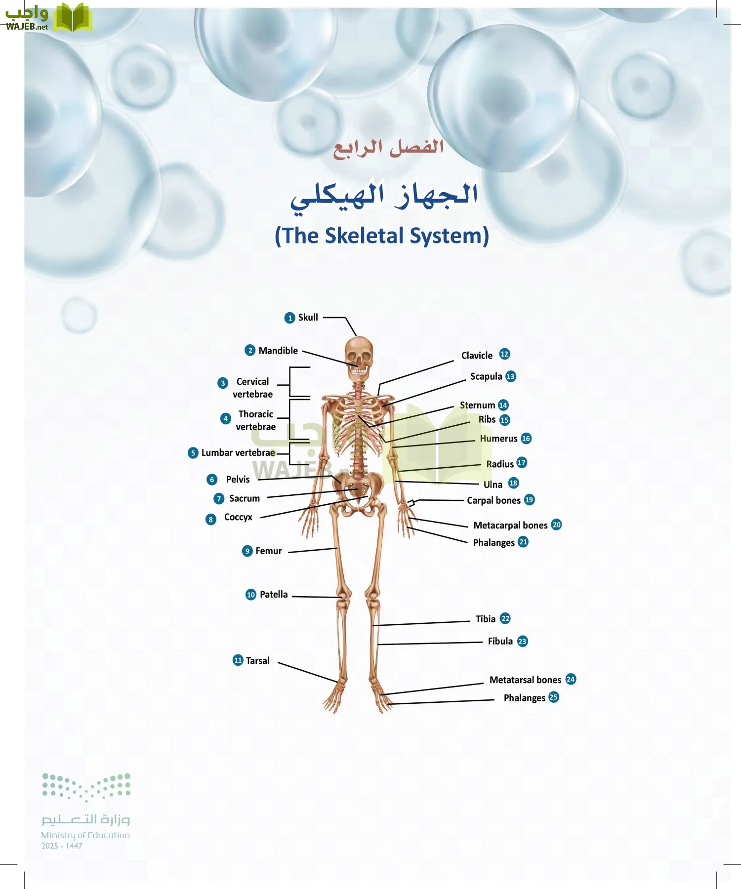 أنظمة جسم الإنسان page-107