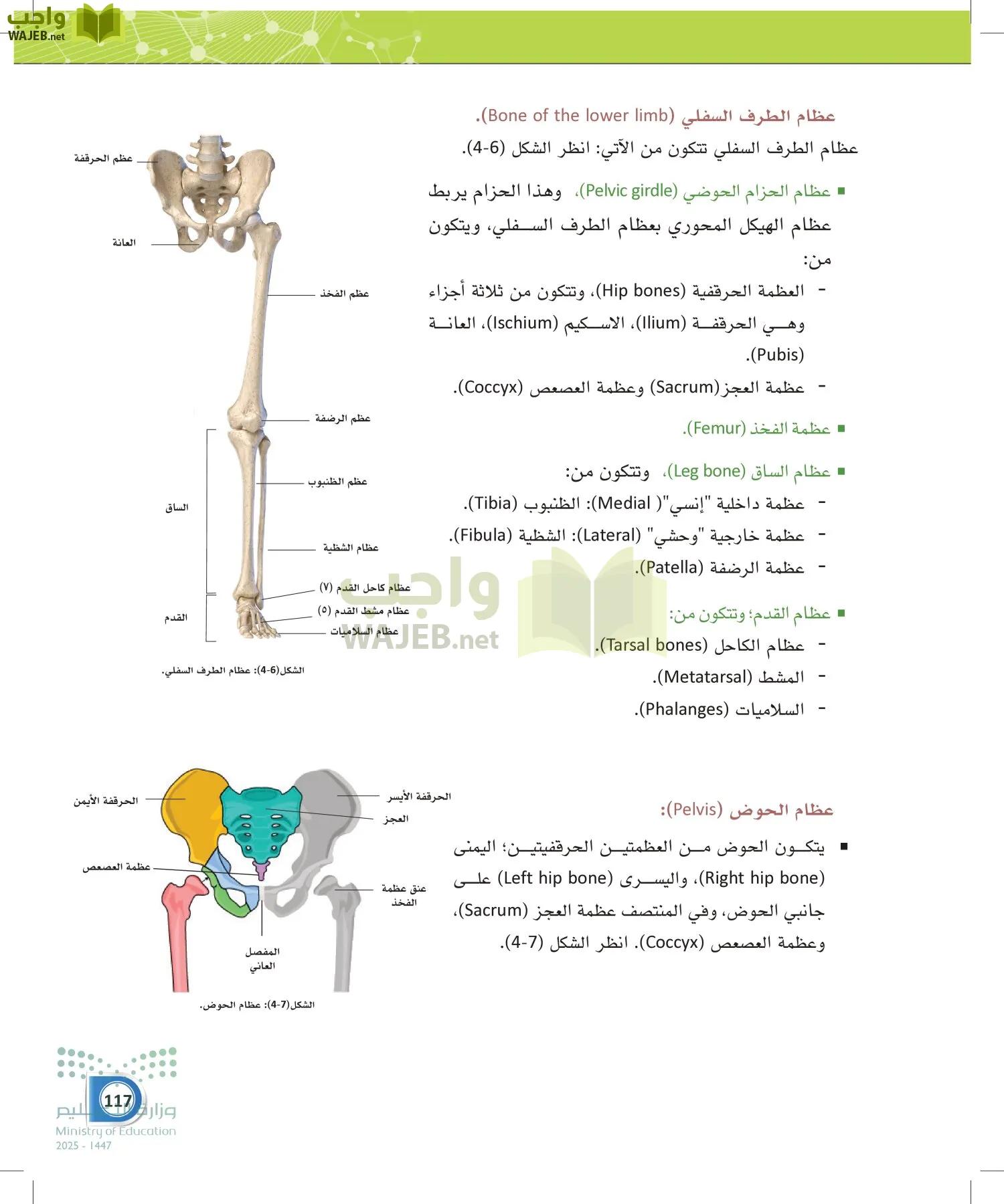 أنظمة جسم الإنسان page-116