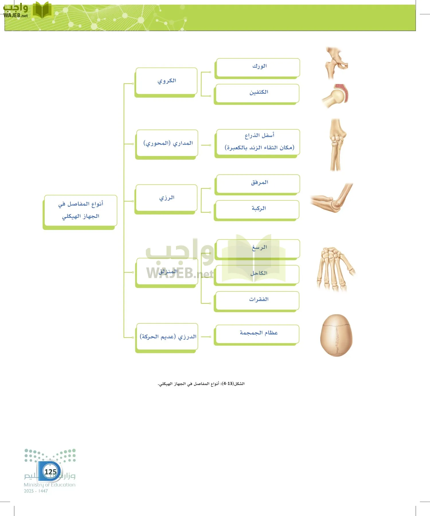 أنظمة جسم الإنسان page-124