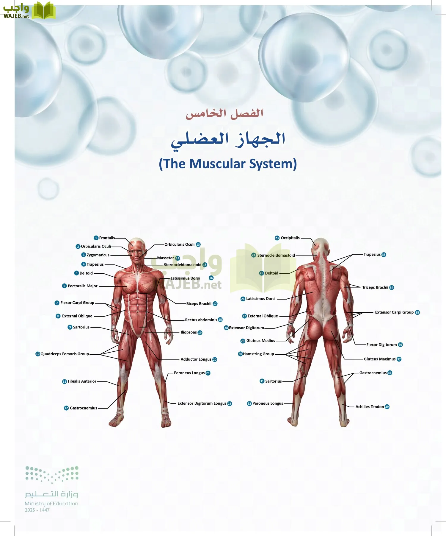 أنظمة جسم الإنسان page-137