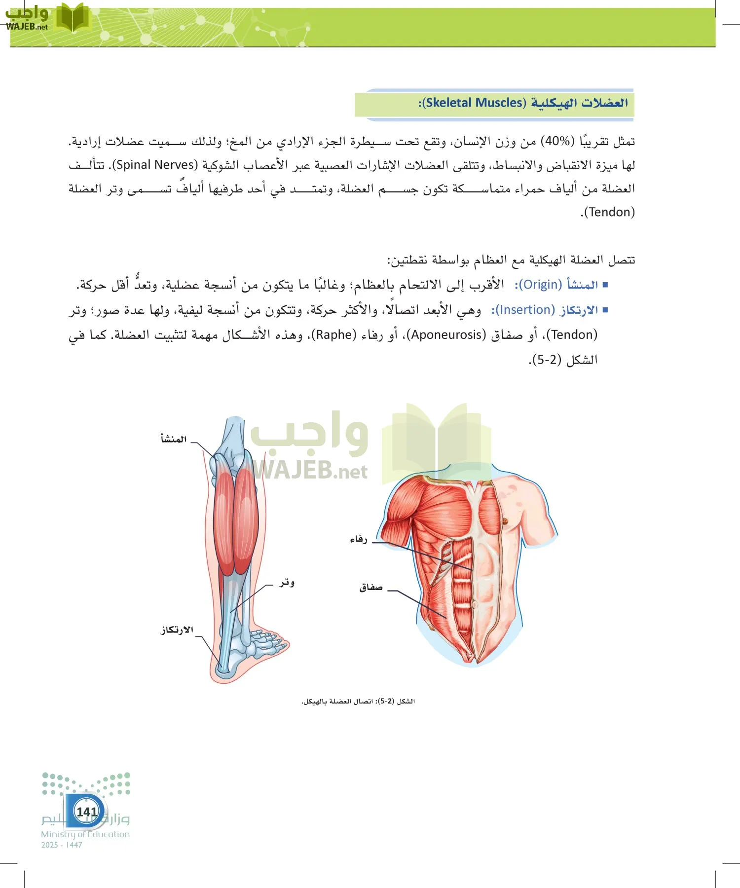 أنظمة جسم الإنسان page-140