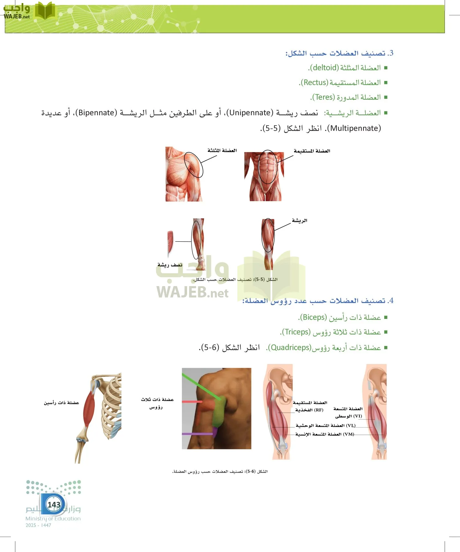 أنظمة جسم الإنسان page-142