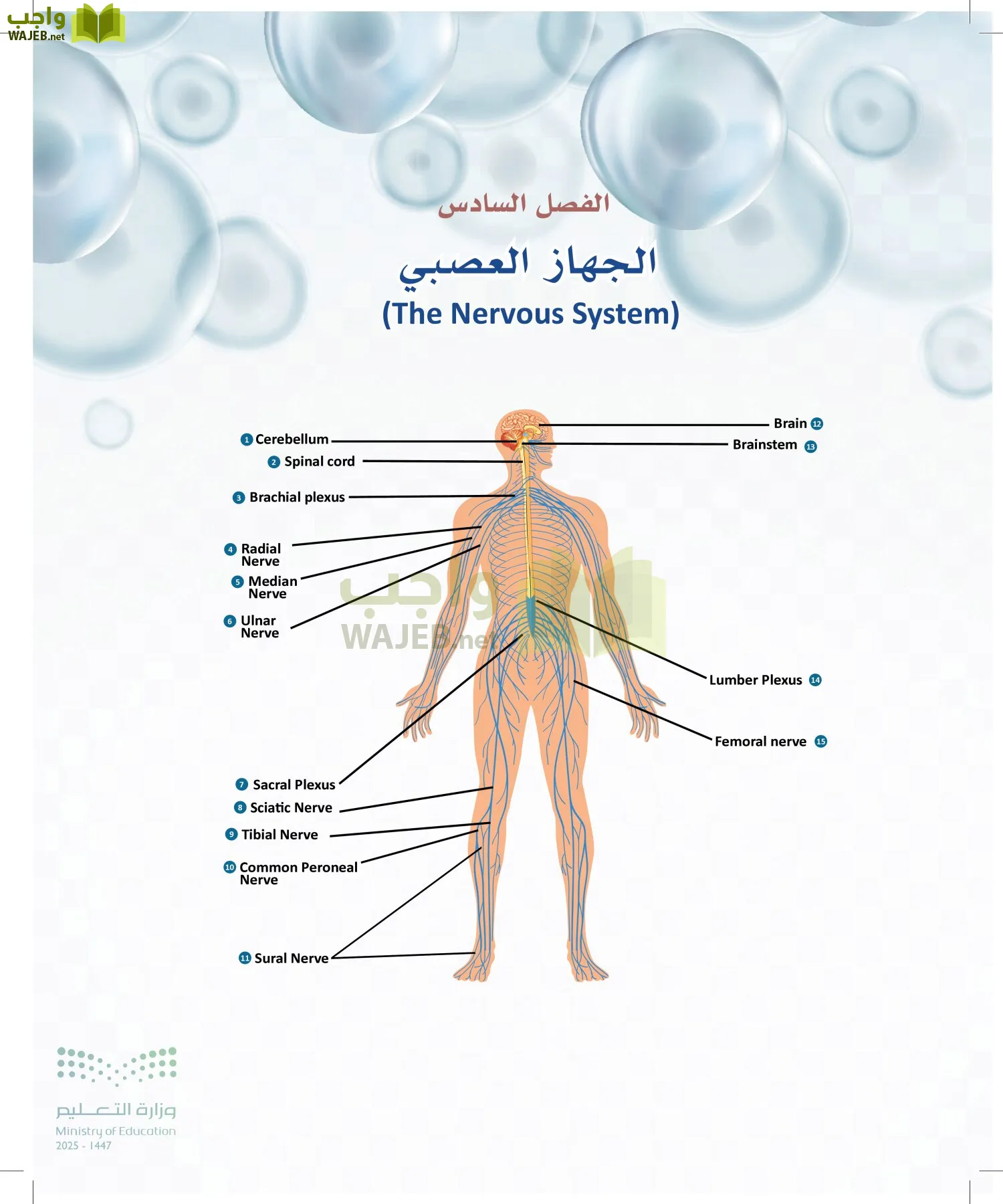 أنظمة جسم الإنسان page-157