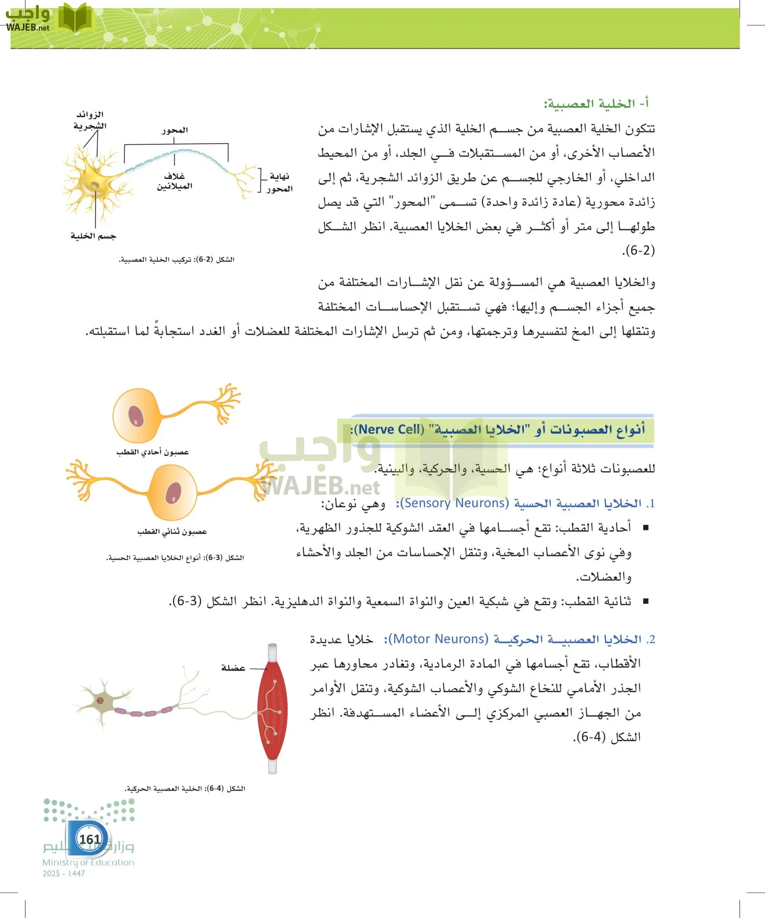 أنظمة جسم الإنسان page-160
