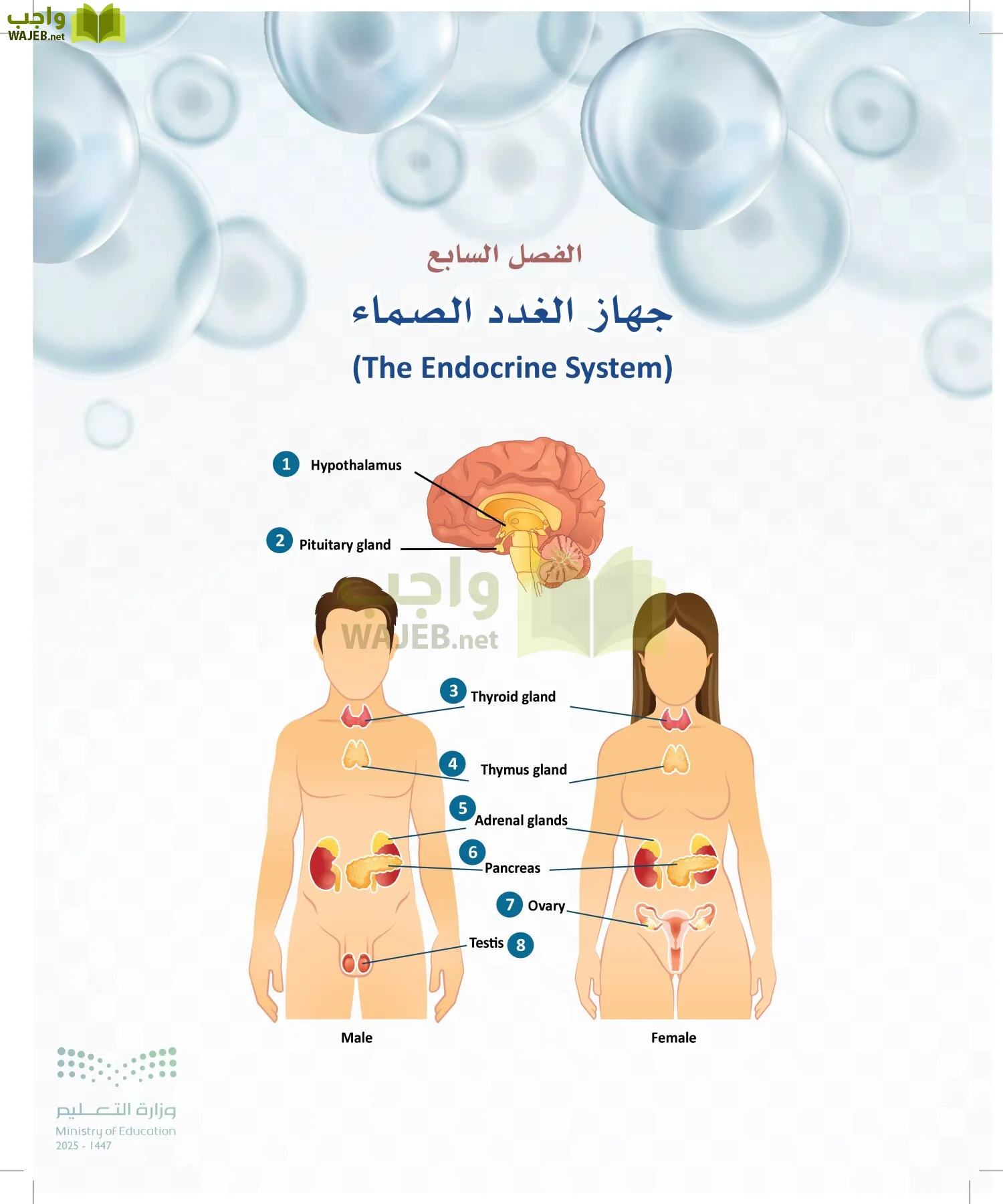 أنظمة جسم الإنسان page-189