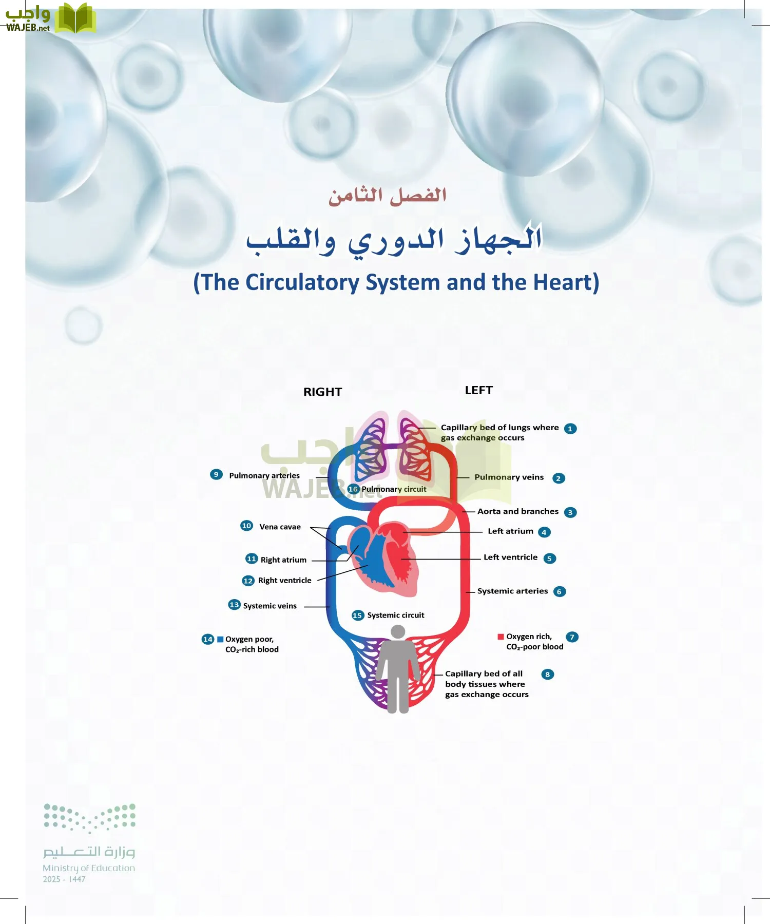 أنظمة جسم الإنسان page-241