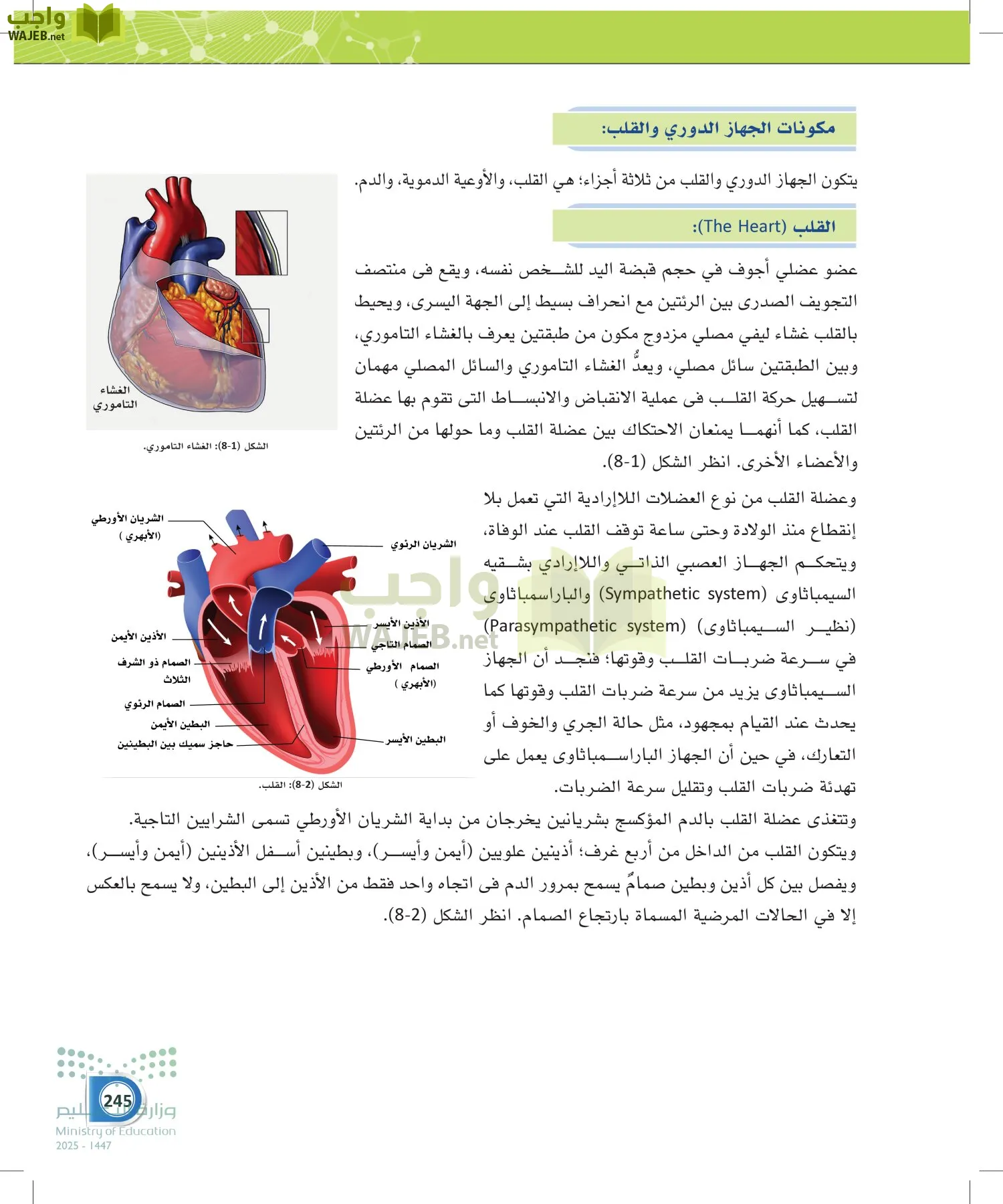 أنظمة جسم الإنسان page-244