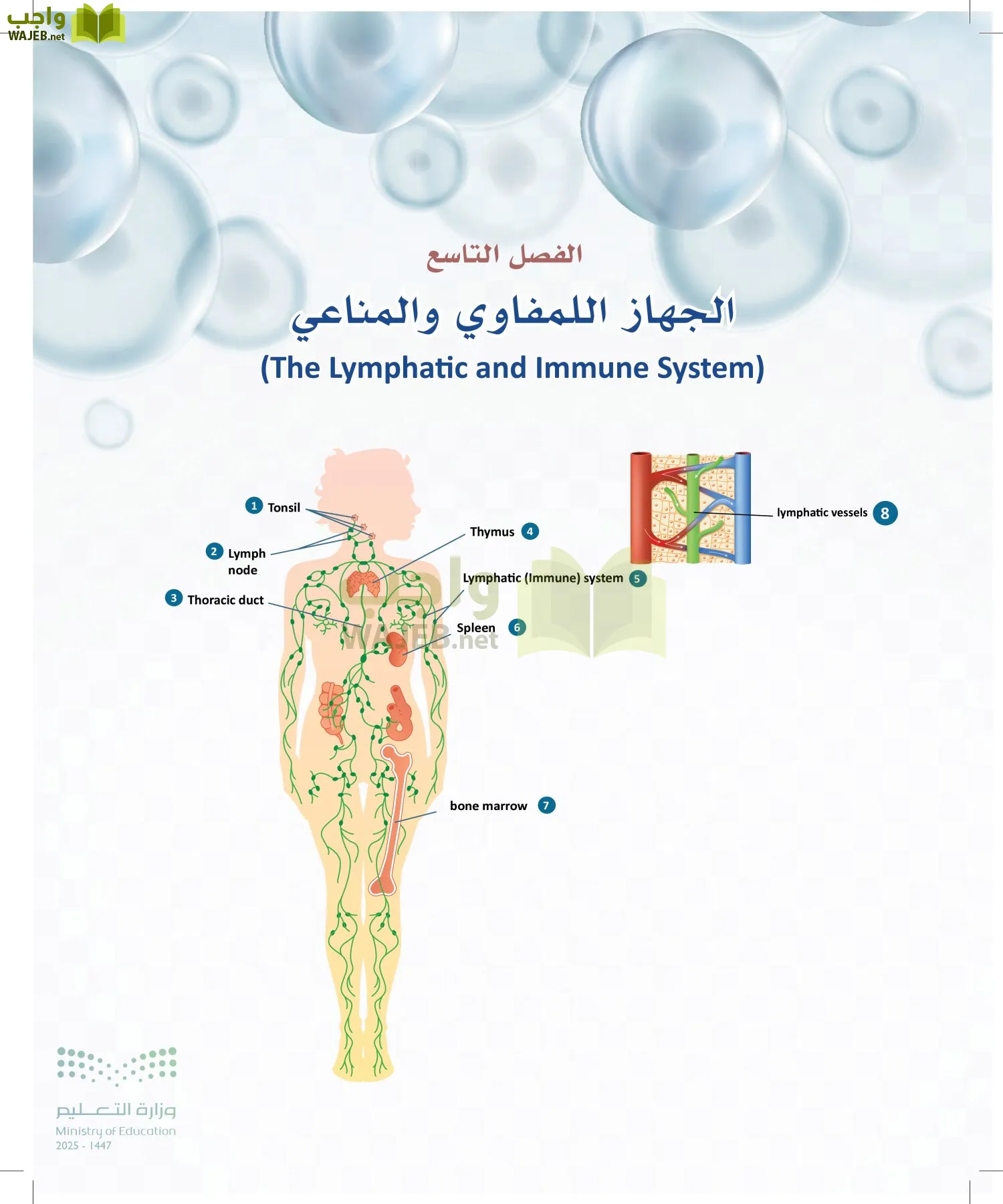 أنظمة جسم الإنسان page-265
