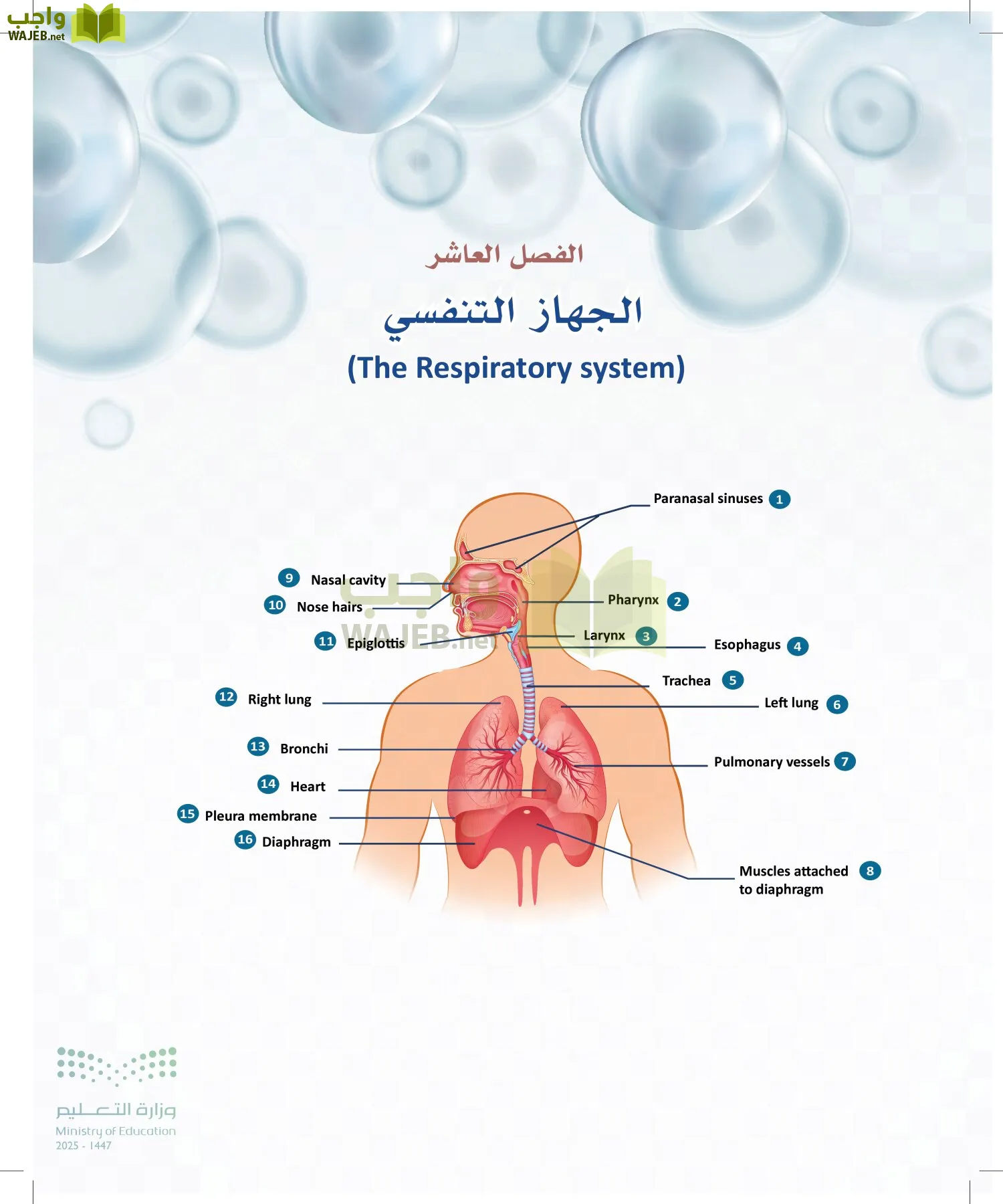 أنظمة جسم الإنسان page-303