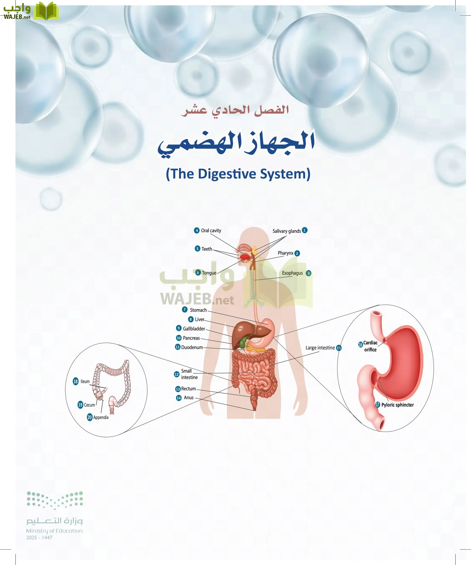 أنظمة جسم الإنسان page-327