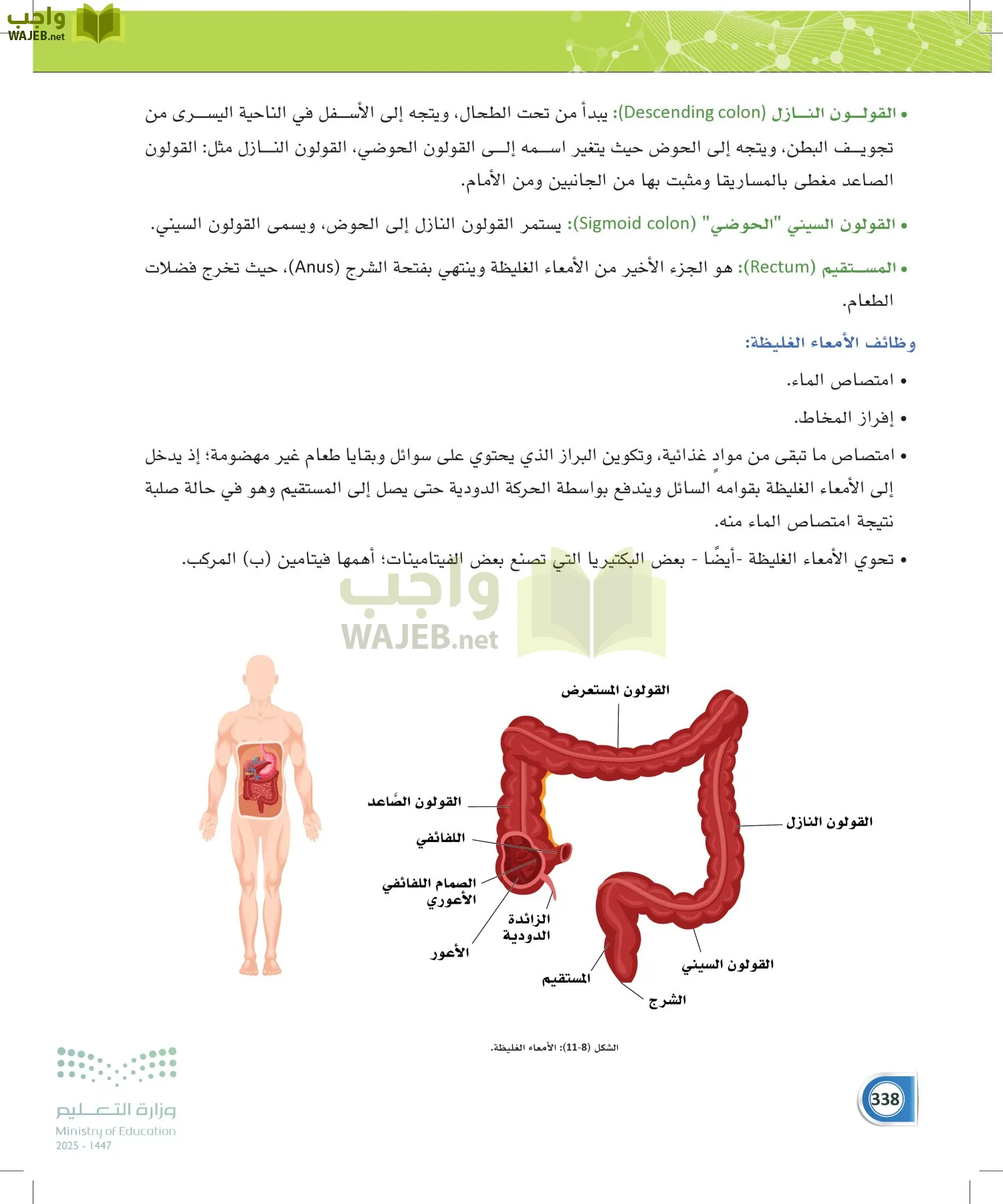 أنظمة جسم الإنسان page-337