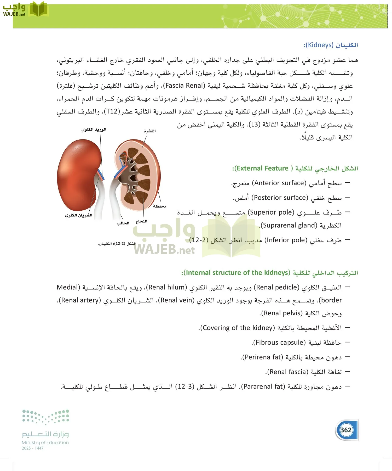 أنظمة جسم الإنسان page-361