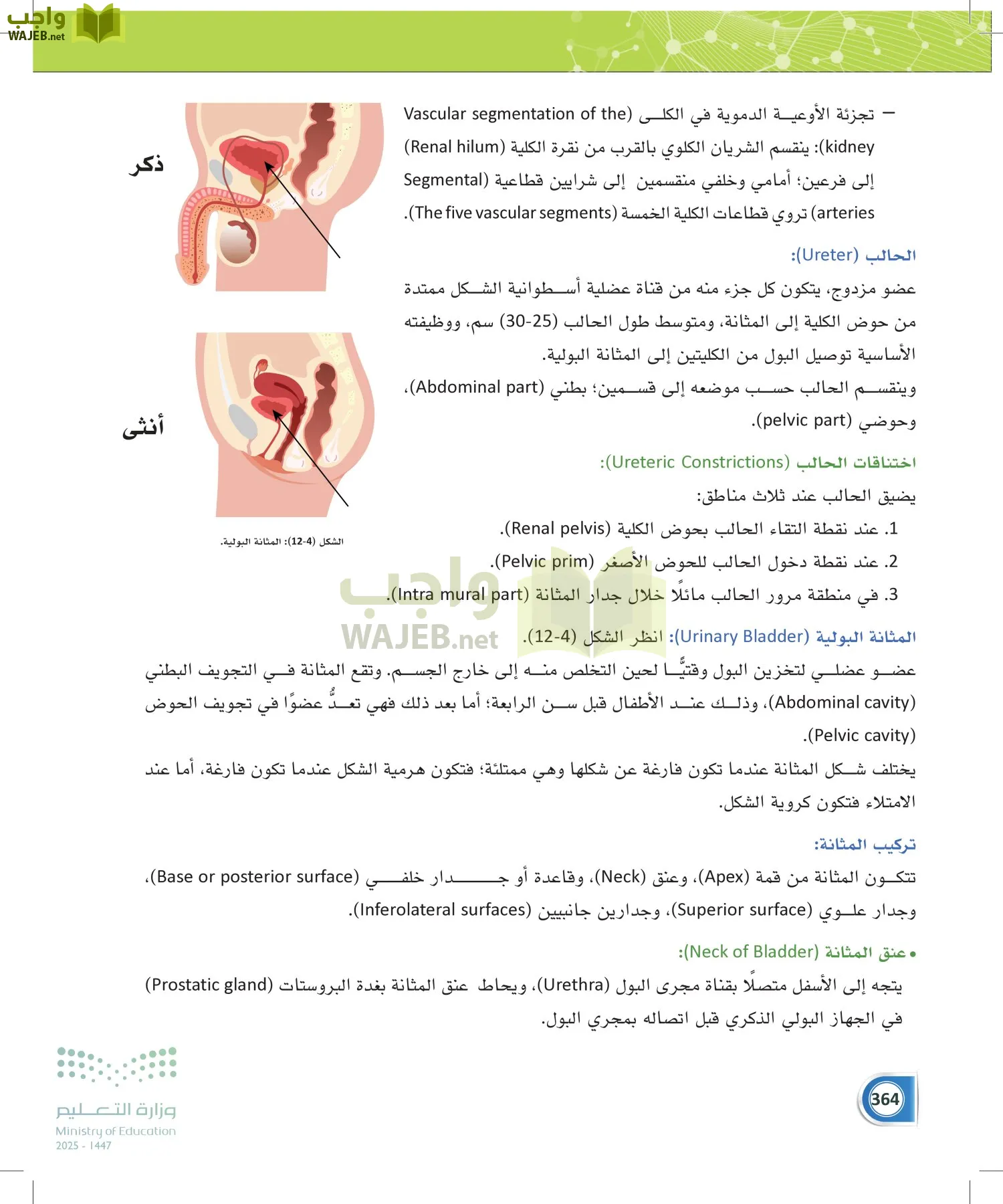 أنظمة جسم الإنسان page-363