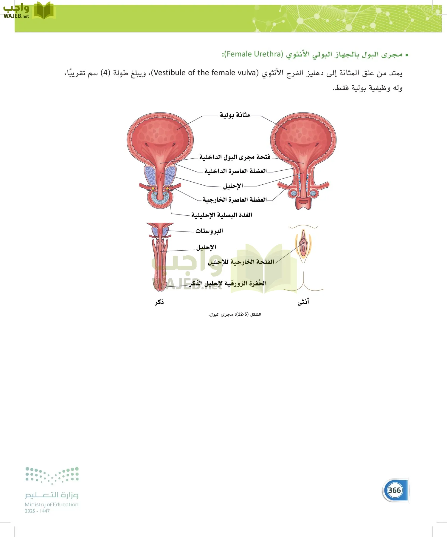 أنظمة جسم الإنسان page-365