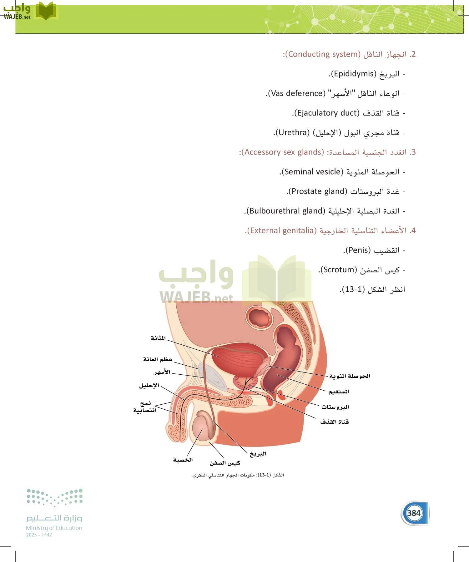 أنظمة جسم الإنسان page-383