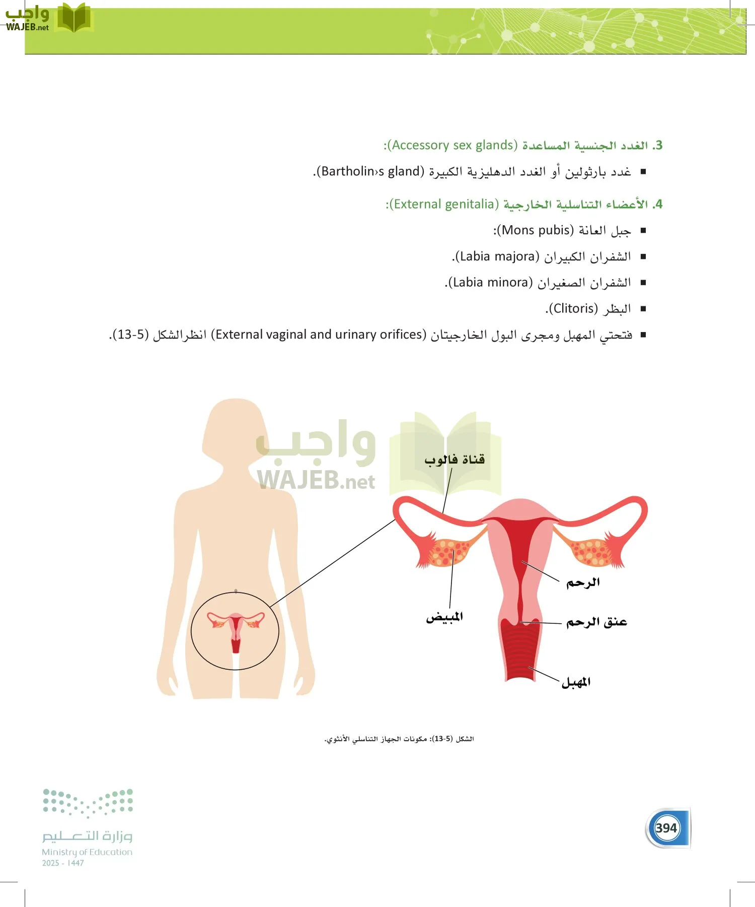 أنظمة جسم الإنسان page-393
