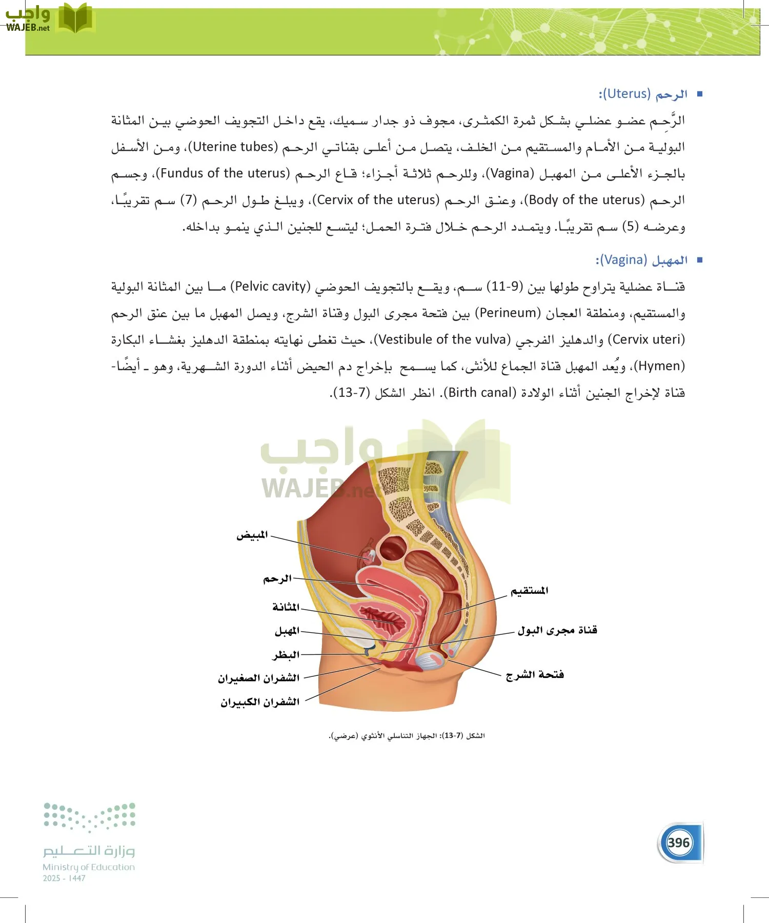 أنظمة جسم الإنسان page-395