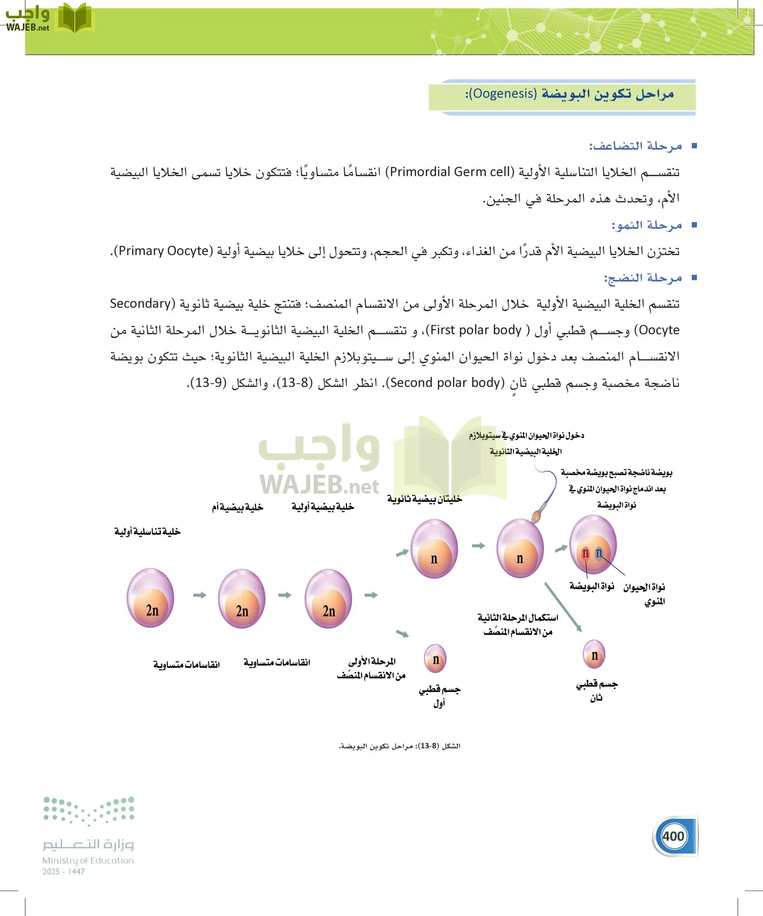 أنظمة جسم الإنسان page-399