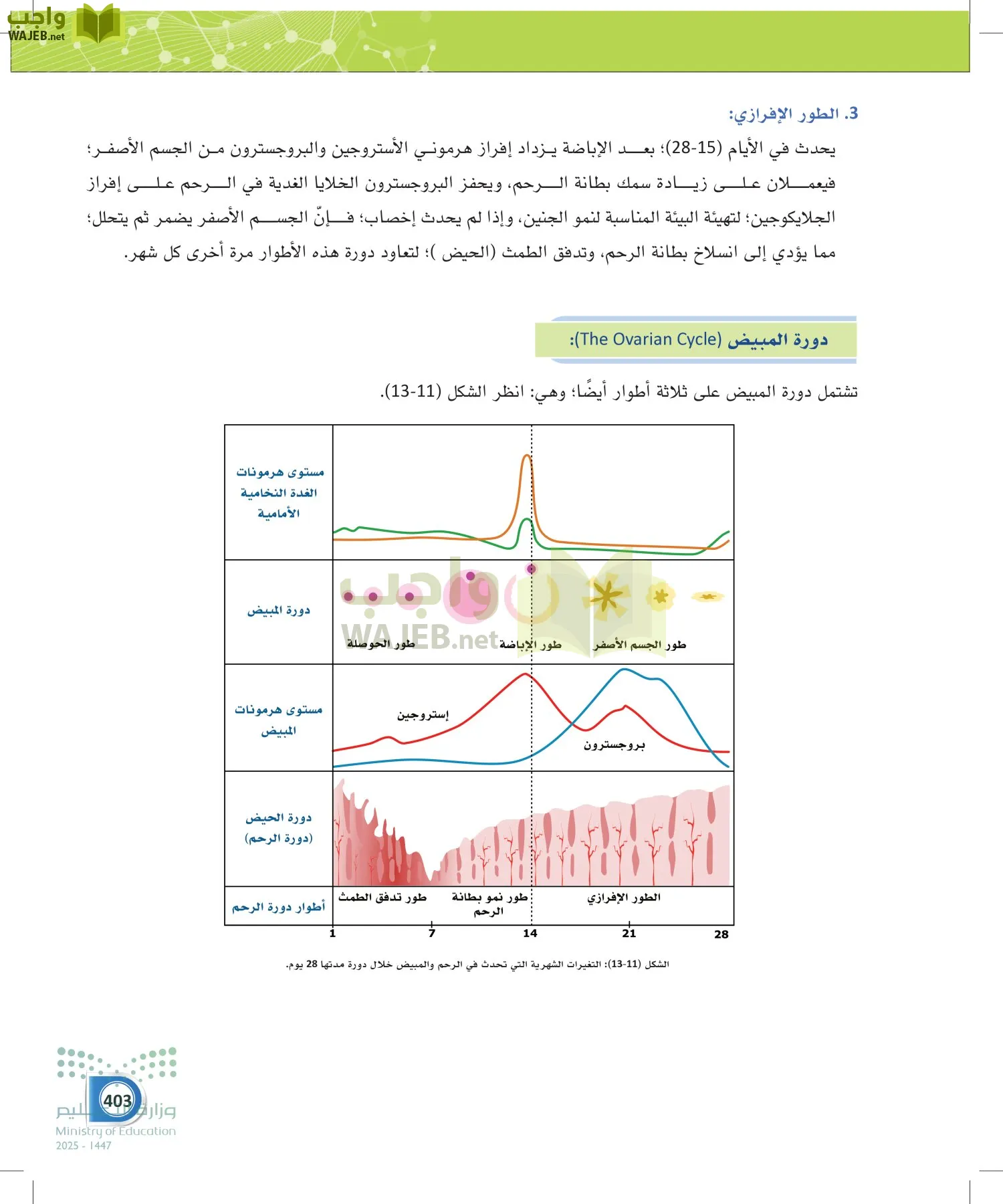 أنظمة جسم الإنسان page-402