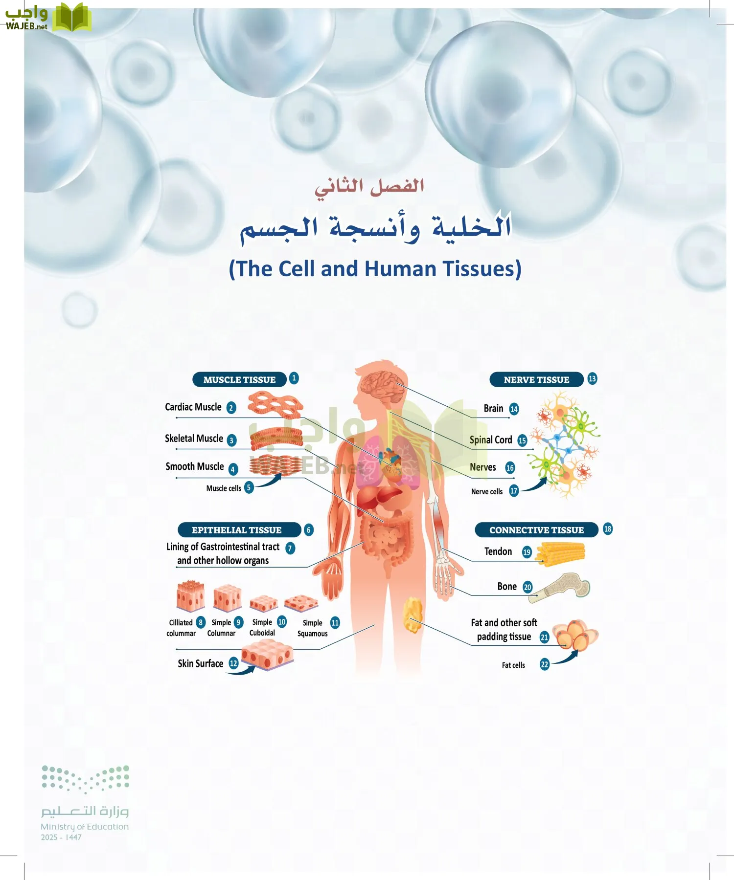 أنظمة جسم الإنسان page-41