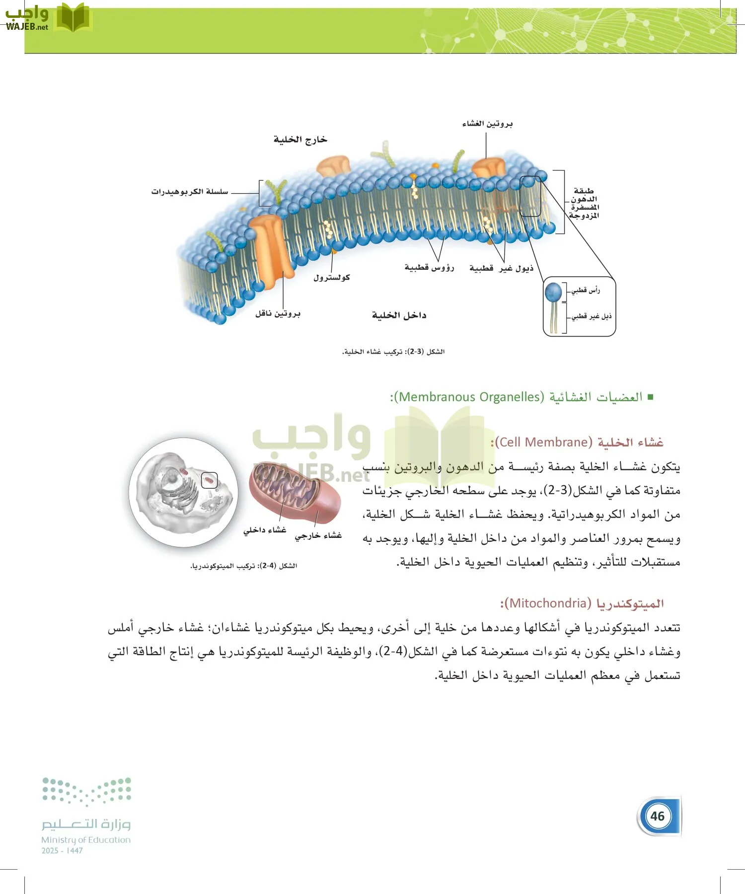 أنظمة جسم الإنسان page-45